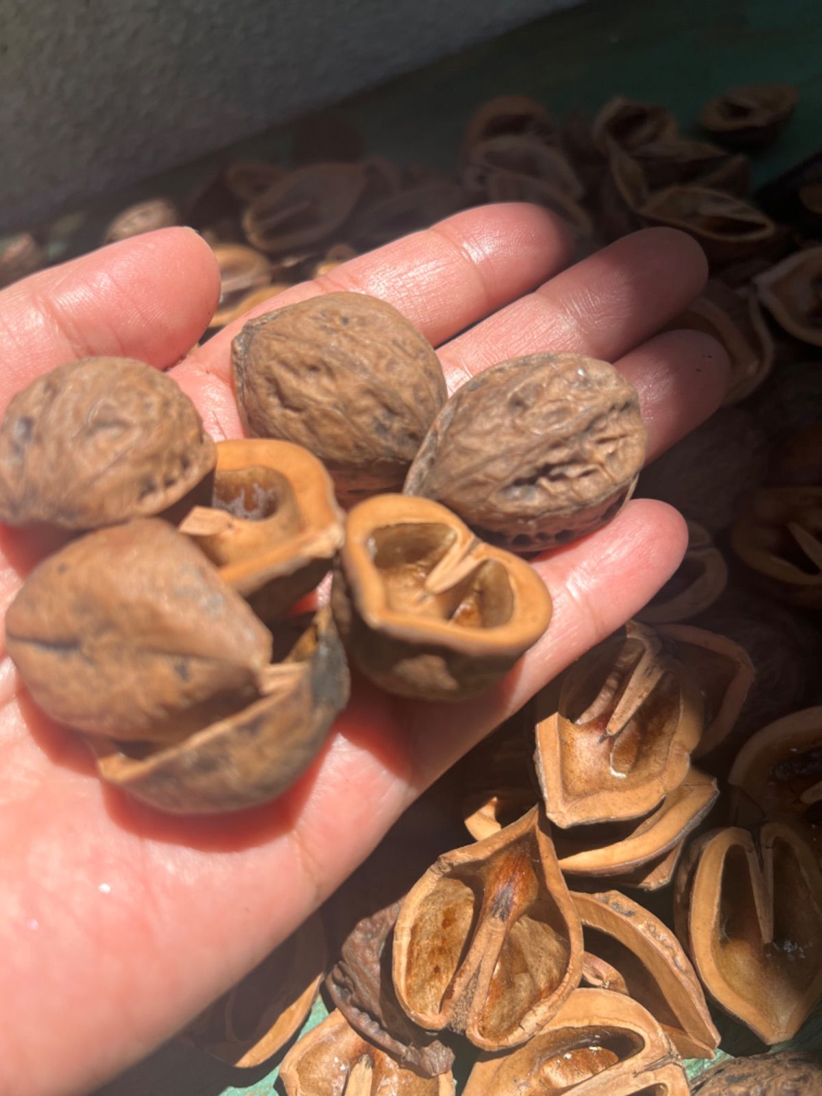 2025年12月より値上致します⭐️高評価商品⭐️【お試し商品2】鬼