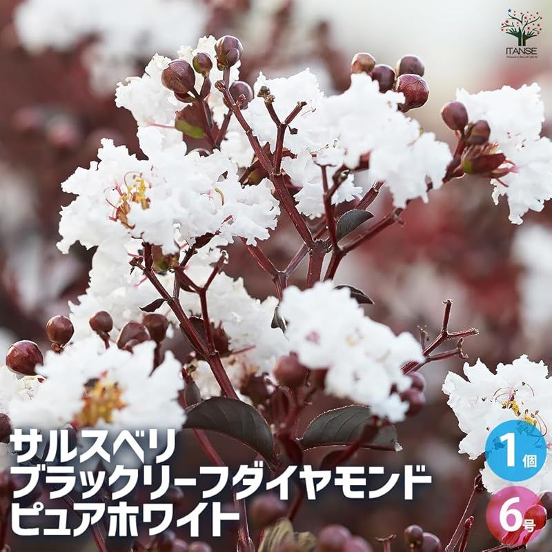 ♥ ＩＴＡＮＳＥ サルスベリ ブラックリーフダイヤモンド ピュアホワイト 6号 1個売り 品種で選べる花木苗 別名 百日紅 ヒャクジツコウ ●ブラックリーフダイヤモンドは銅葉系品種で 手入れをあまり必要とせず樹形が自然にコンパクトに整います 葉の 0