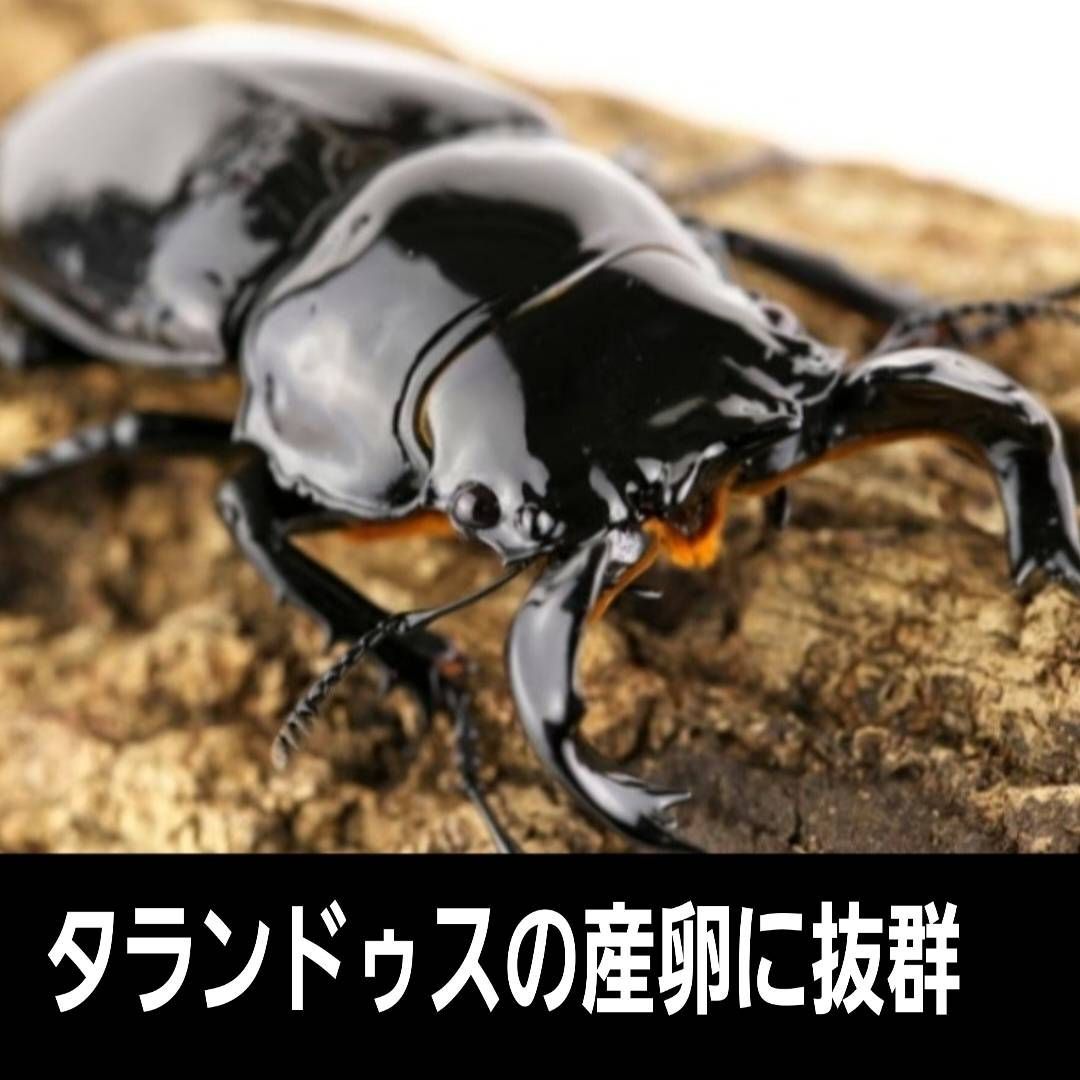 最強のクワガタ産卵木！ 植菌カワラタケ材【10本セット】 タランドゥス・レギウス・オウゴンオニクワガタが爆産します 加水不要！カビない！ - メルカリ