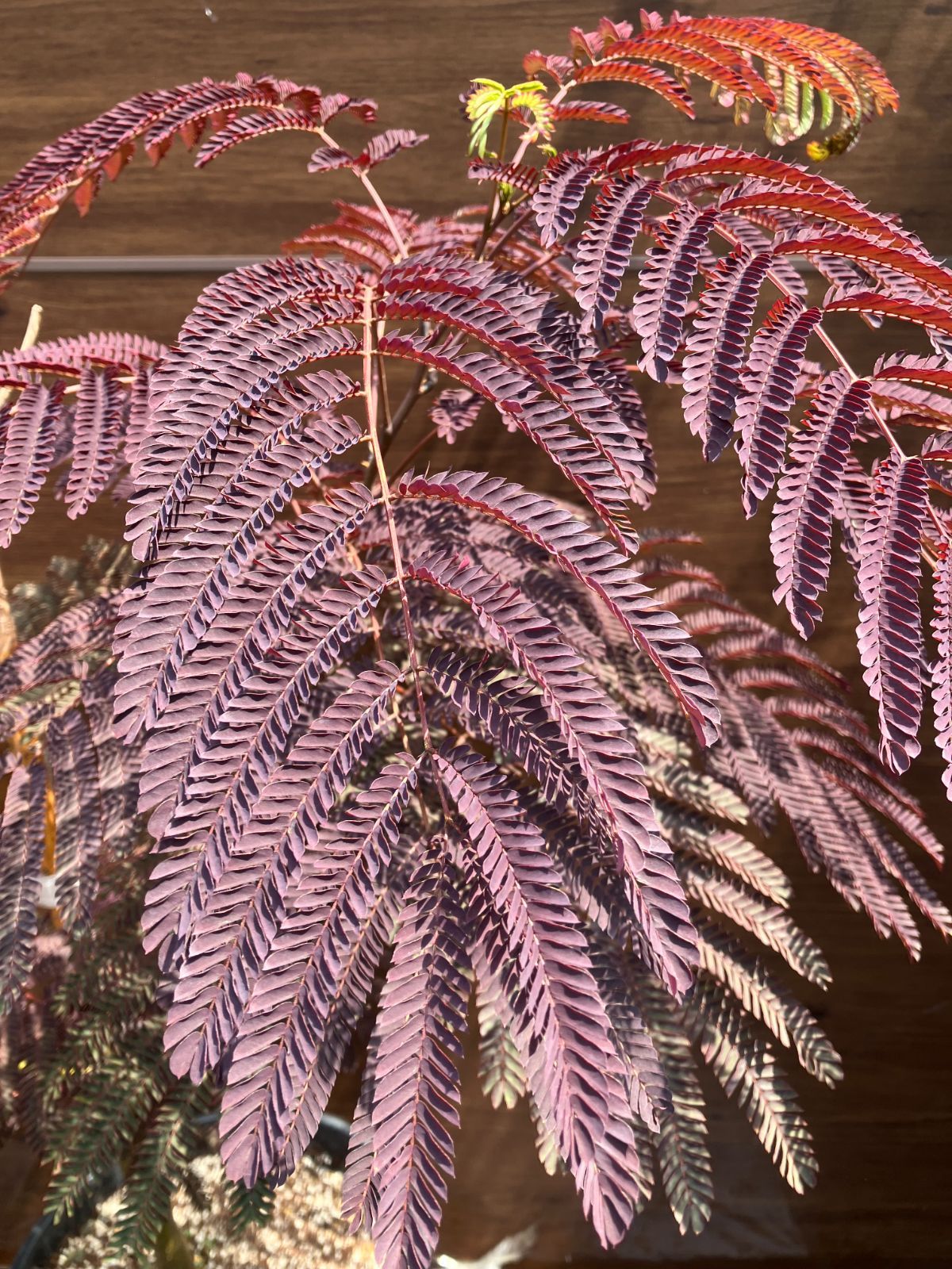 8|8写真追加 現品 ネムノキ サマーチョコレート 10号 1尺 シンボルツリー