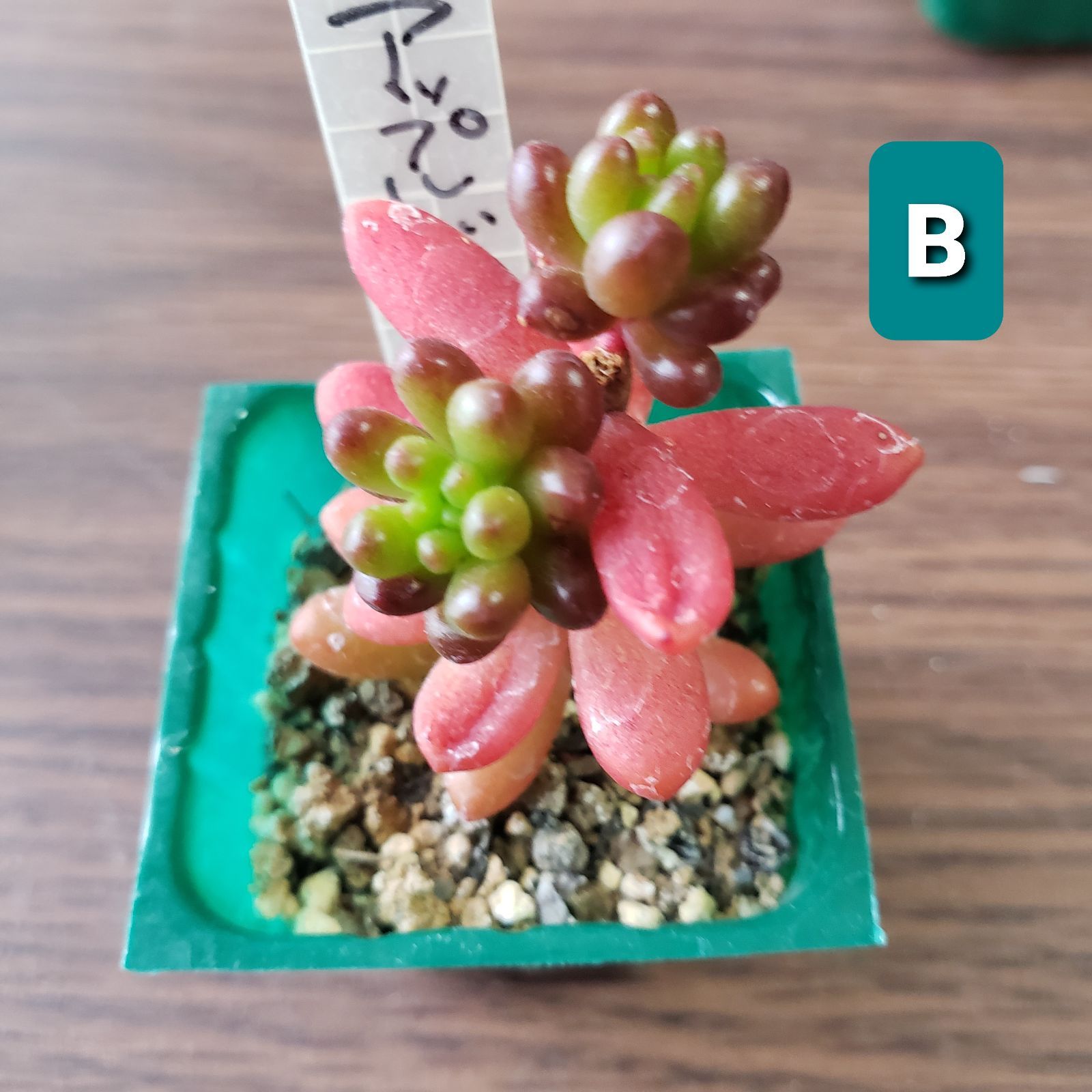 アップルベリー 多肉植物 セダム 多肉植物_セダム_アップルベリー｜🍀GreenSnap（グリーンスナップ）