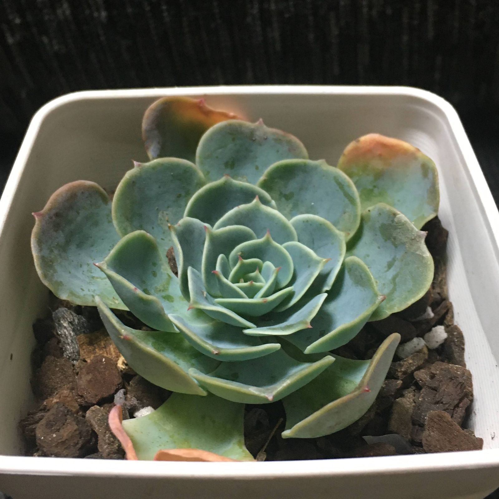 エケベリア 七福神(インブリカータ) 7.5cm角ポット 鉢付 多肉植物