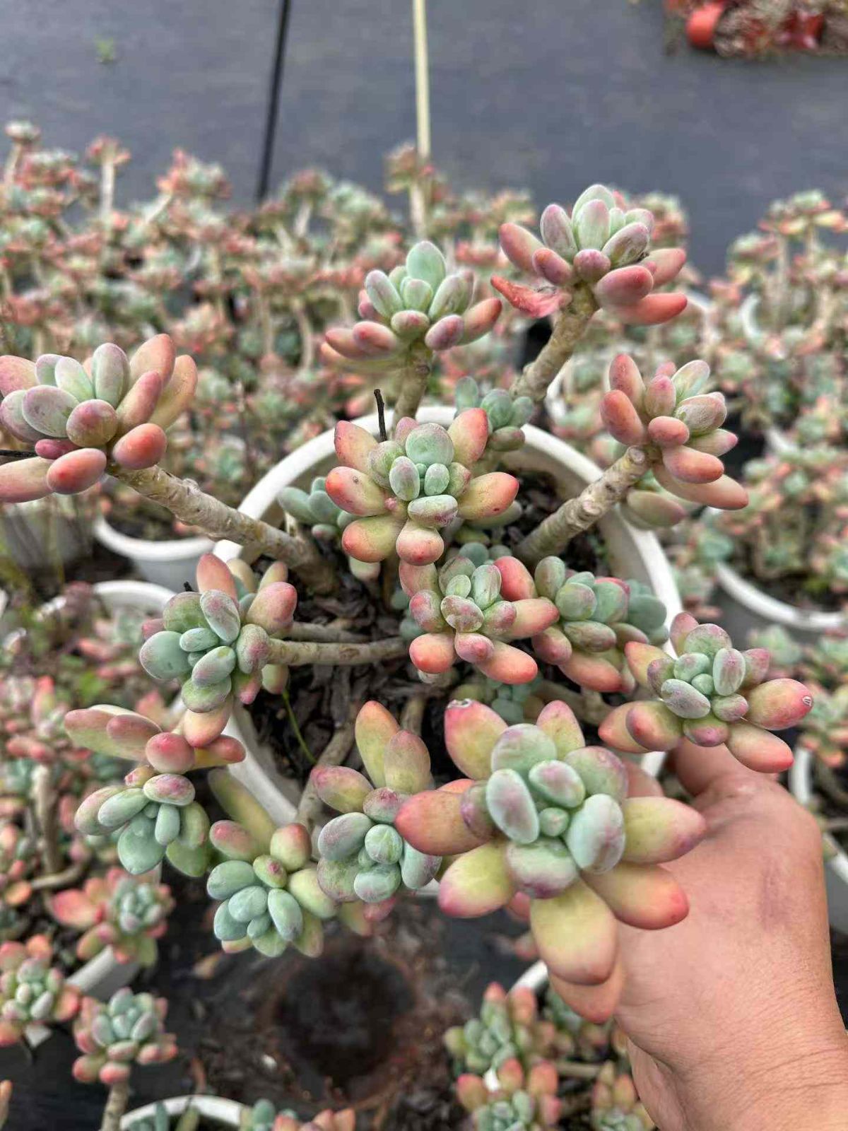 ZAN4×8 アップルミルク 抜き苗 多肉植物 アエオニウム エケベリア 韓国苗