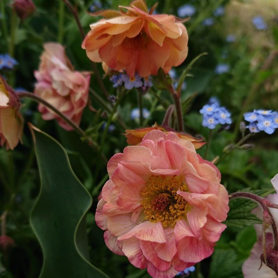 メルカリshops ゲウム マイタイ 種 粒