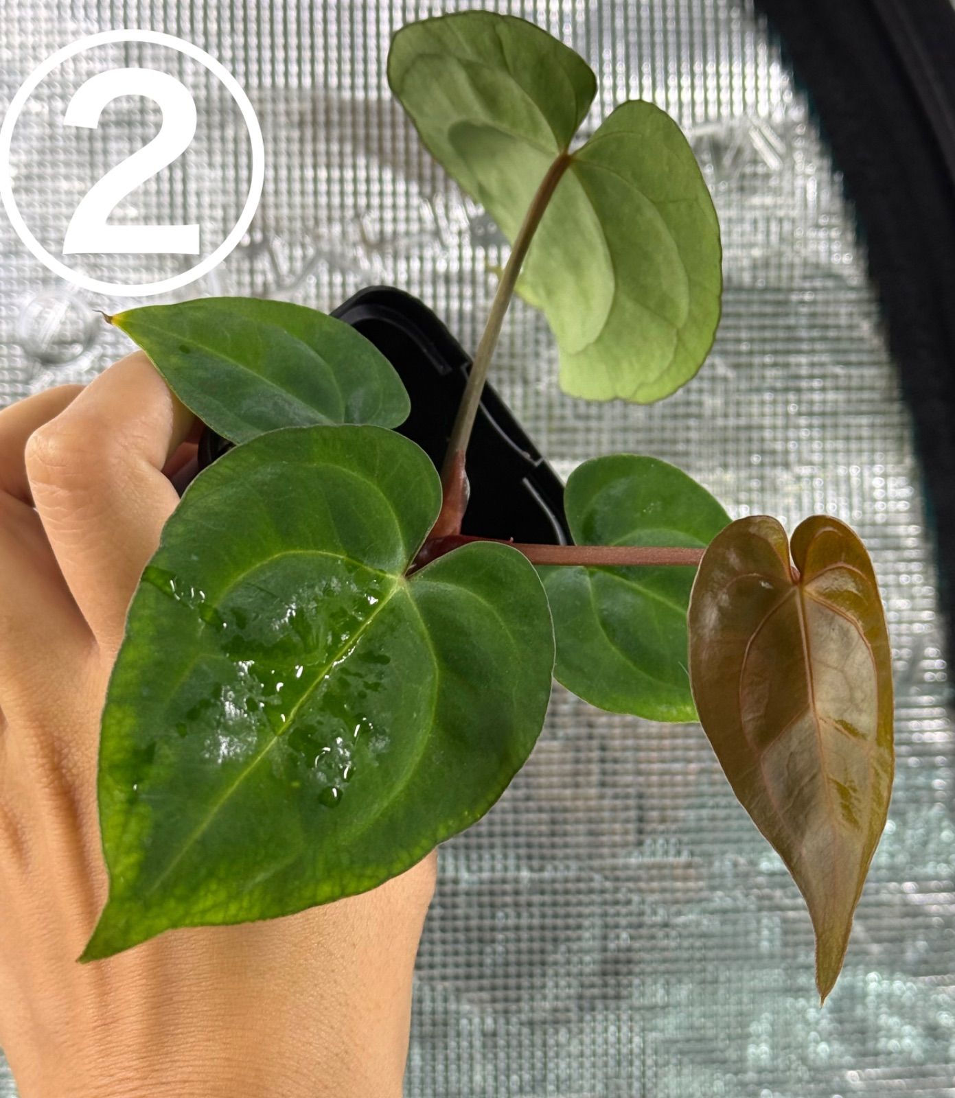 Anthuroom】Anthurium papillilaminum hybrid var. x carlablackiae