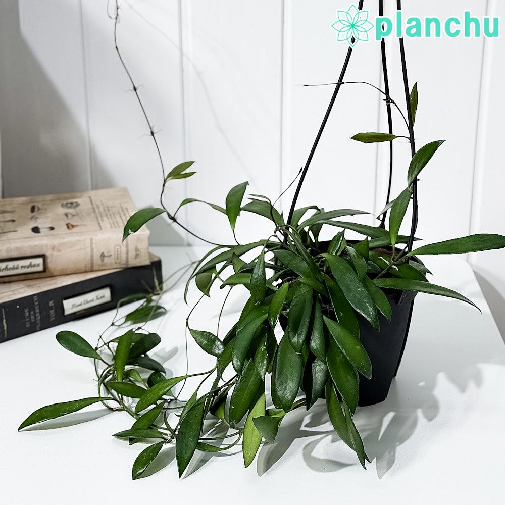 珍種ホヤ Hoya platycaulis サクララン 珍種ホヤ Hoya platycaulis サクララン