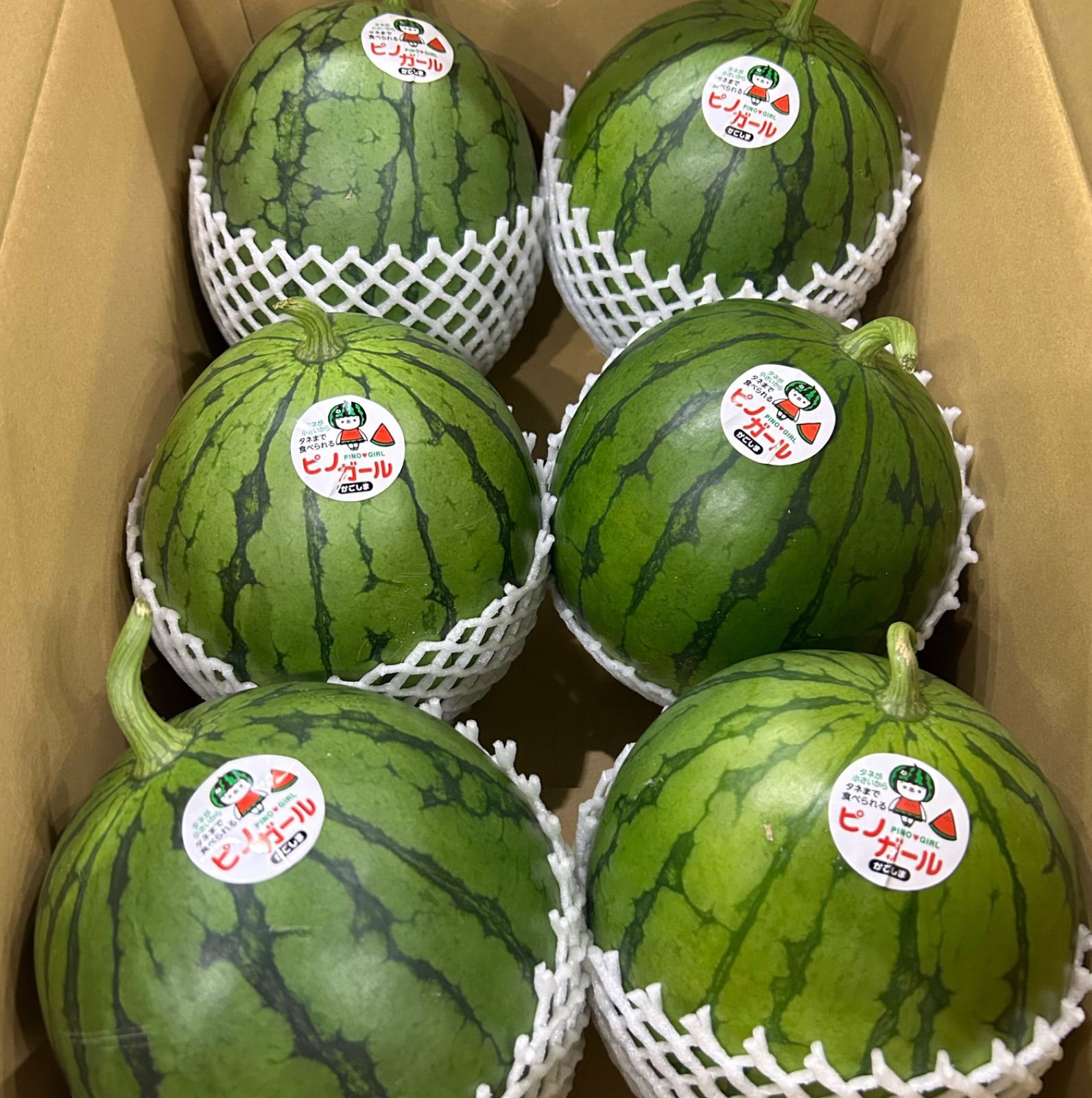 ６・鹿児島県・ますちゃん・ピノガール 鹿児島(東串良) 小玉スイカ(ピノガール) 種ごと食べられるスイカ