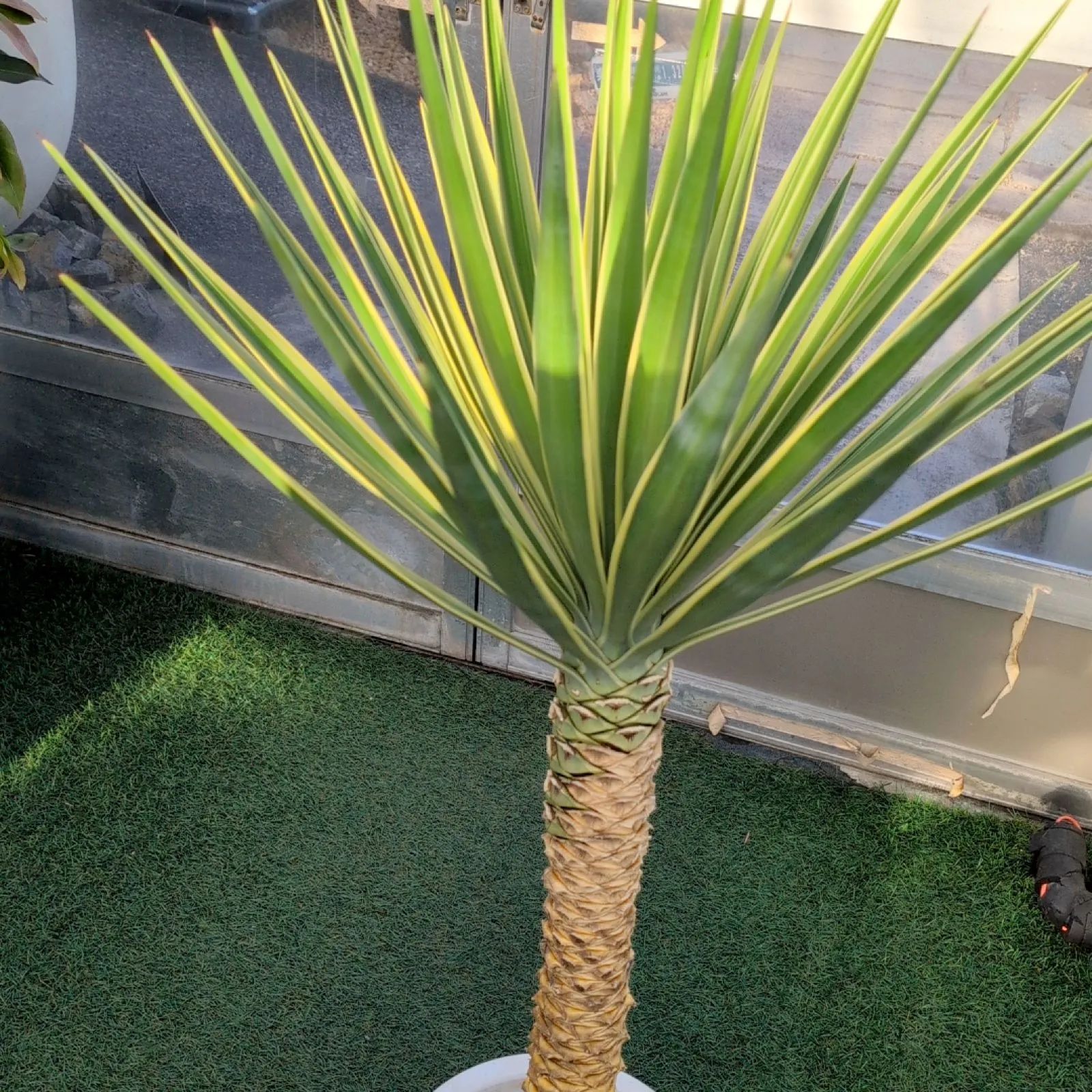 ユッカ アロイフォリア　鉢付き発送 ユッカアロイフォリア 鉢付発送！