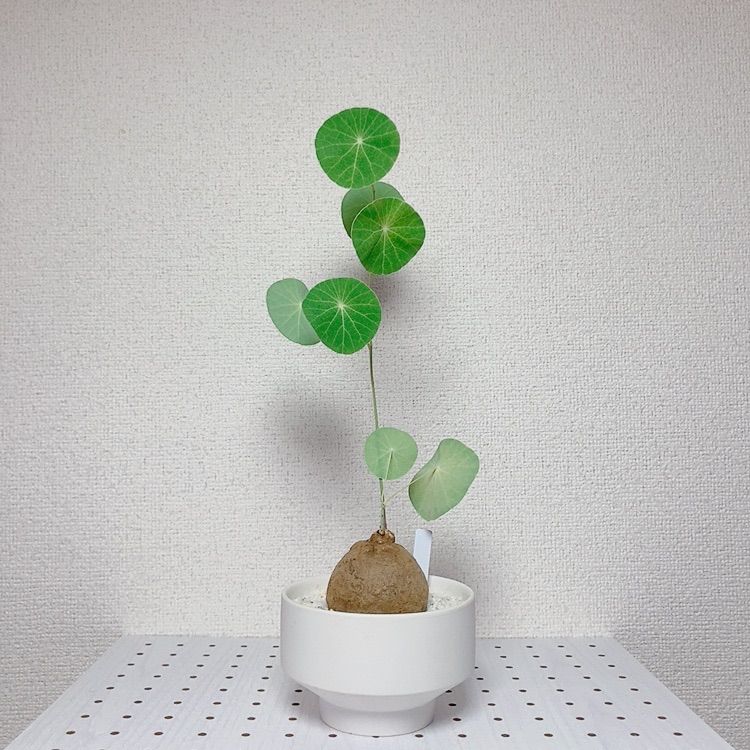 ステファニア ピエレイ 発根済 2309 実はとても育てやすい