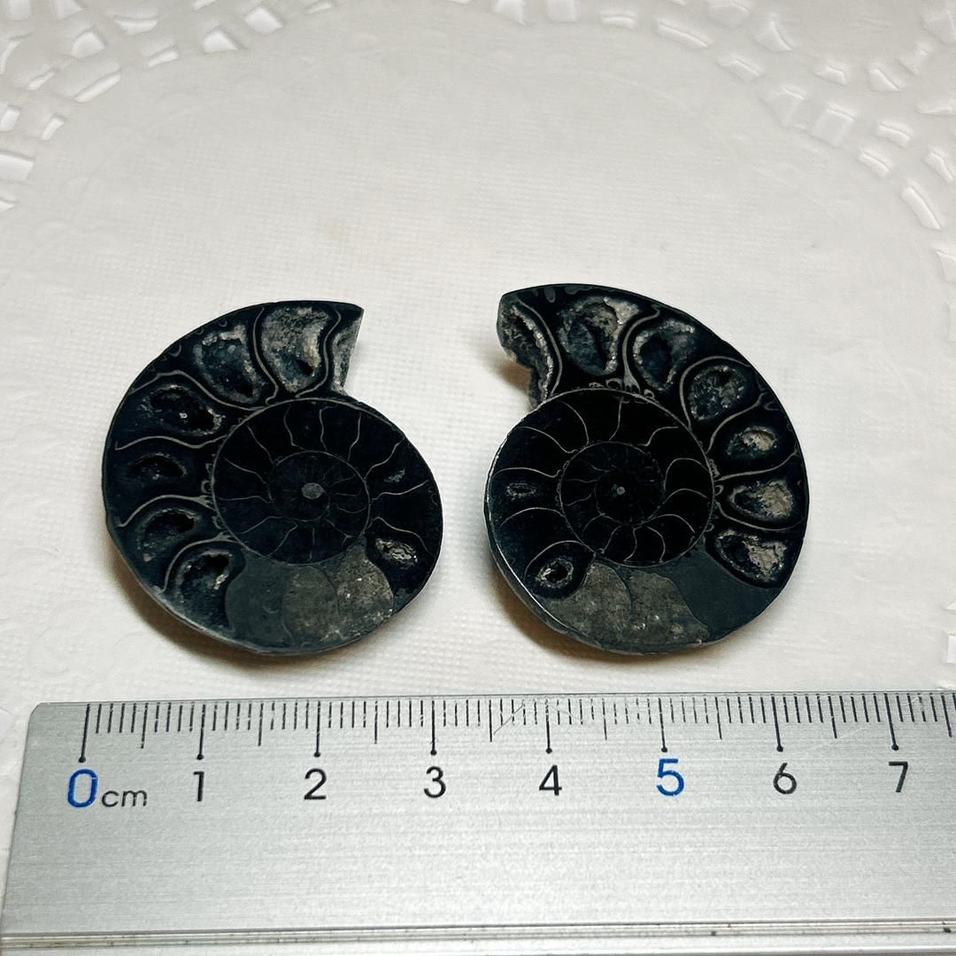 E15074】ブラックアンモナイト アンモナイト 黒い マダガスカル