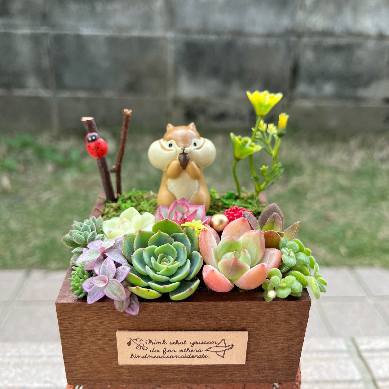 ♡そのまま飾れる♡木箱♬リスちゃんの多肉植物寄せ植え╰(*´︶`*)╯♡ - メルカリ