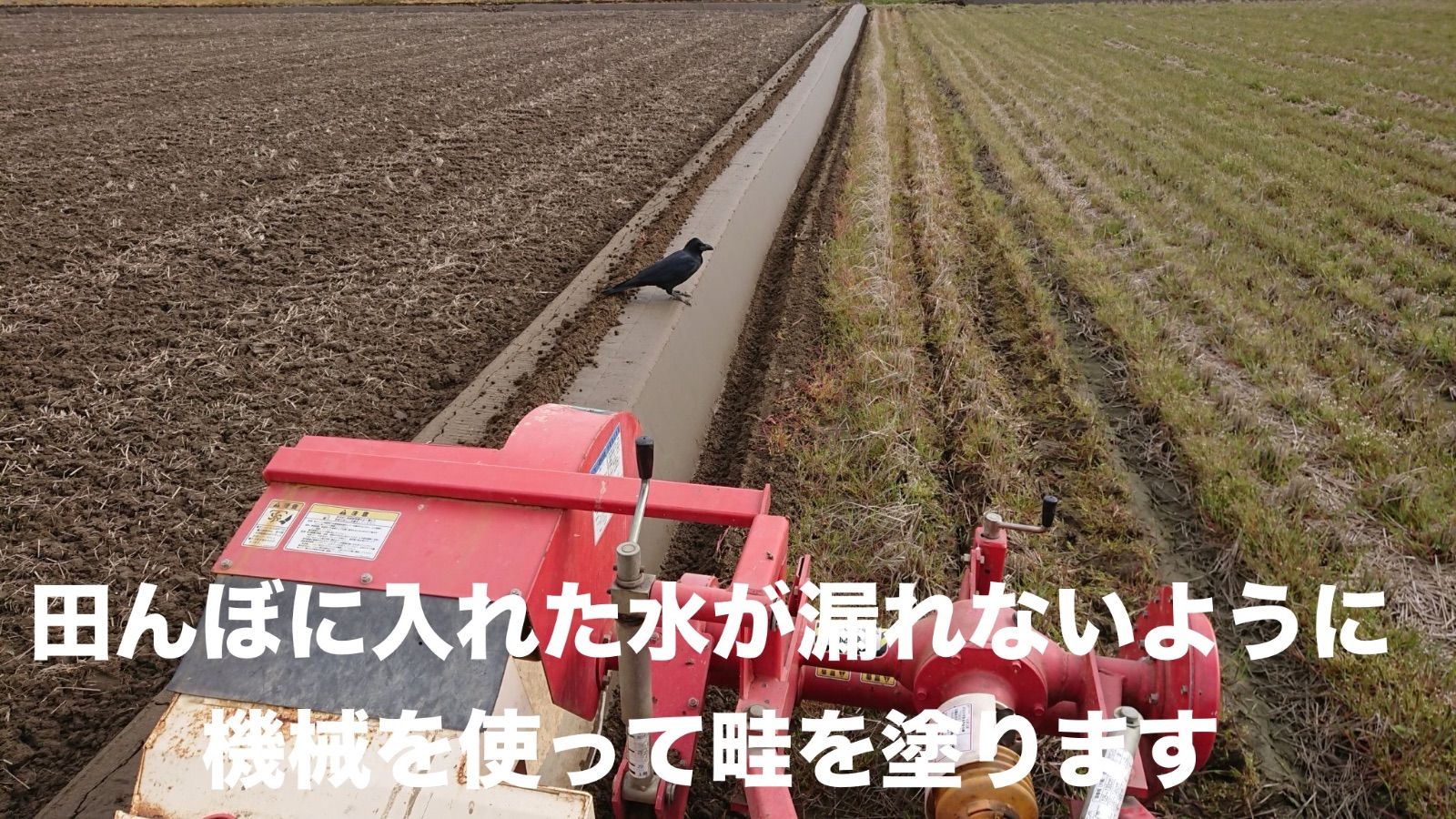 ライス 田植え後農薬は除草剤のみ