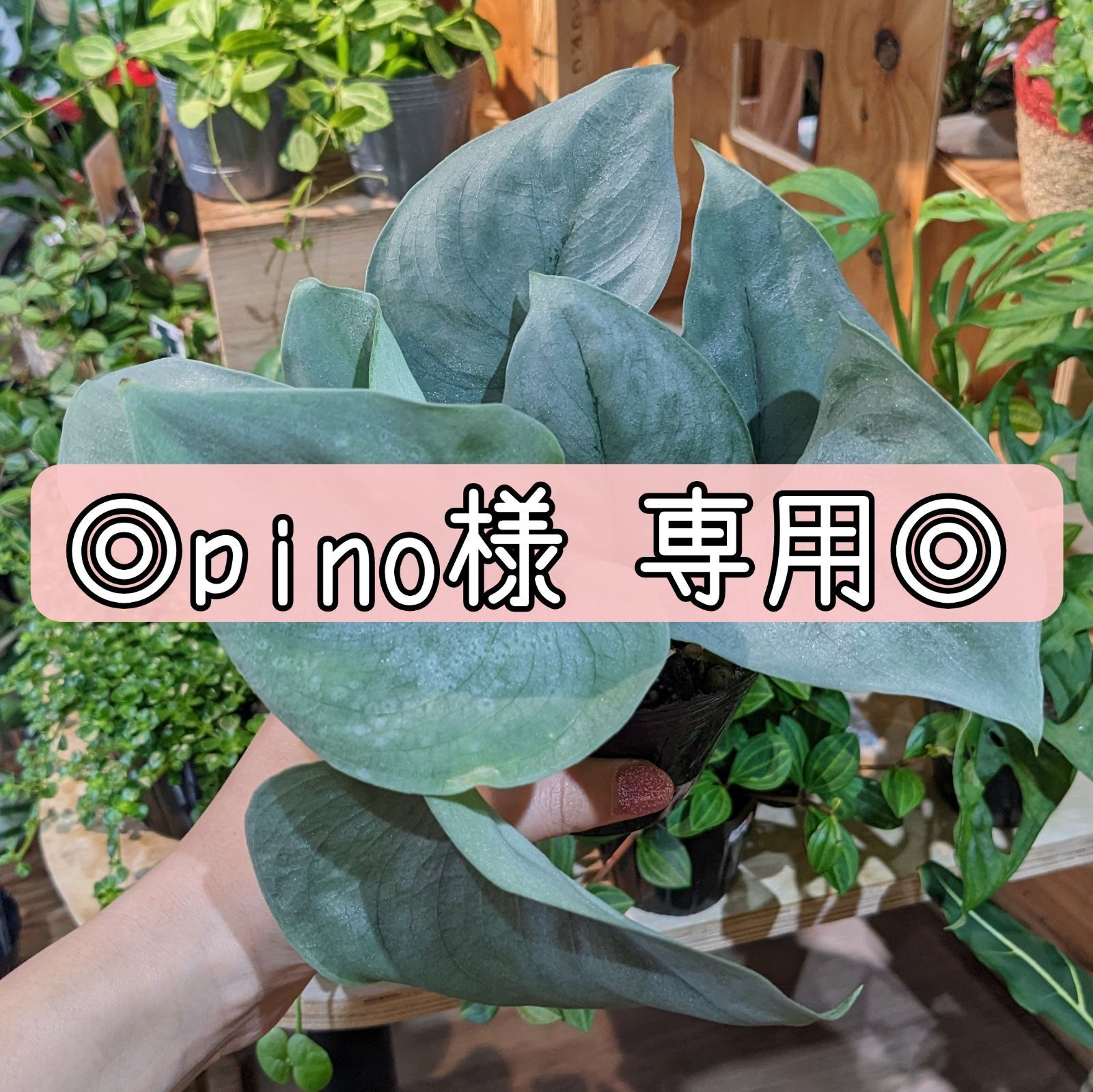 pino様 専用ページです! - 植物と犬服のお店NOKO's - メルカリ