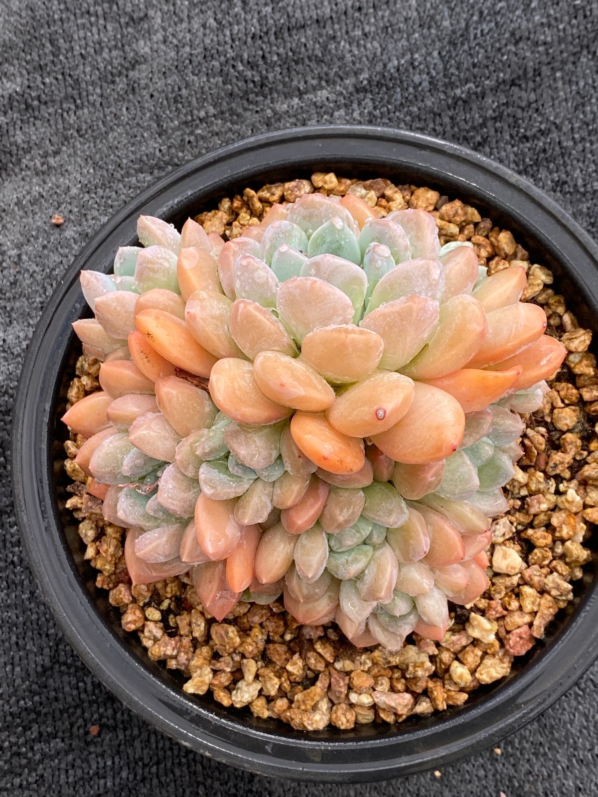 K*Z様 R19　15種類の土と根付き105苗セット　多肉　エケベリア　韓国苗 K*Z様 R19 15種類の土と根付き105苗セット 多肉 エケベリア 韓国苗 K*Z