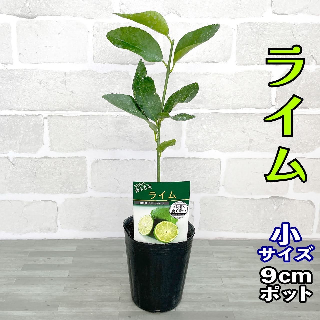 ライム タヒチライム 9cmポット 1年生 接木 柑橘 苗木 果樹 家庭