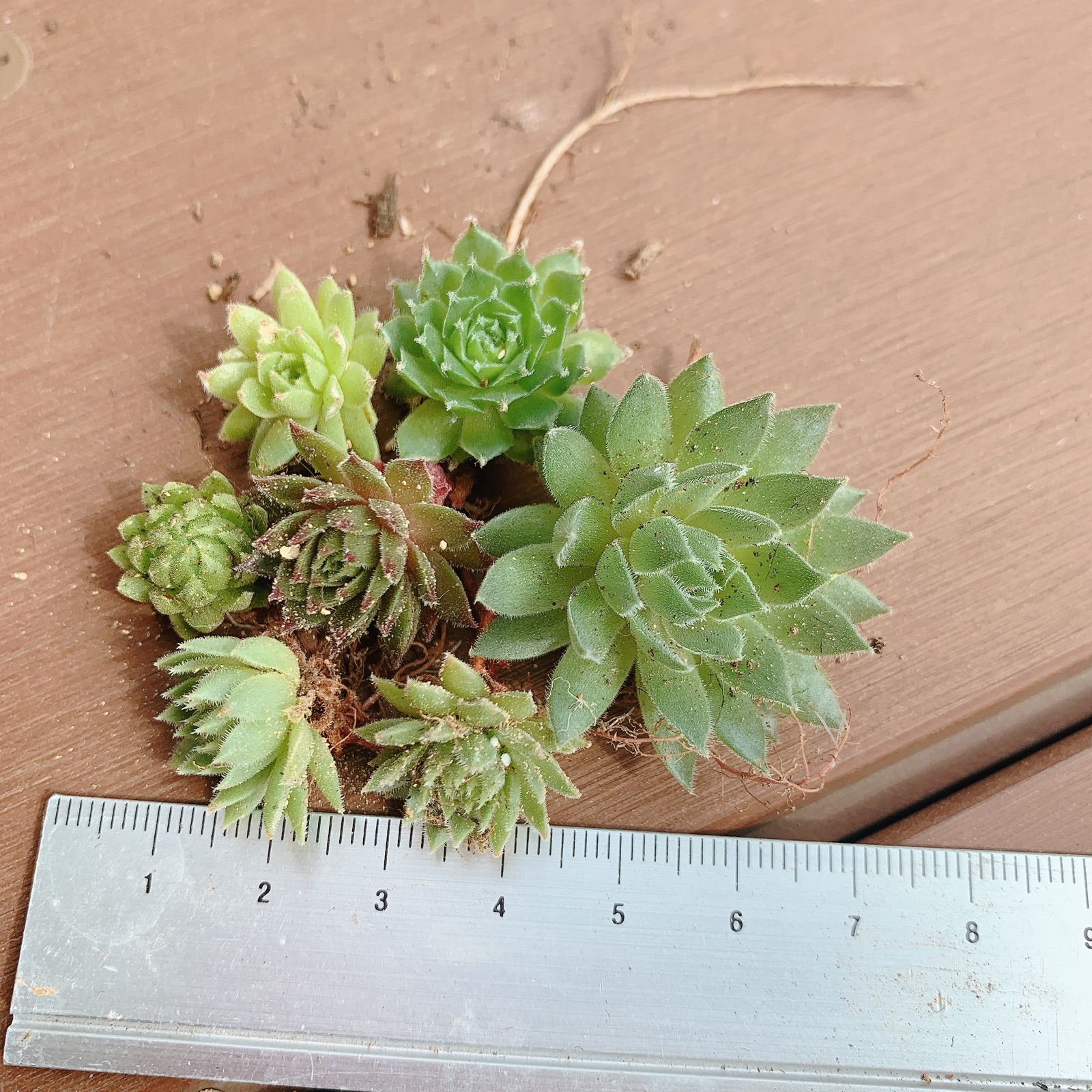 メルカリshops センペルビウム 7種類 多肉植物 セット 寄せ植え