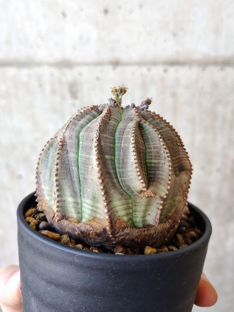 現品限り】ユーフォルビア・オベサ【V55】 Euphorbia obesa