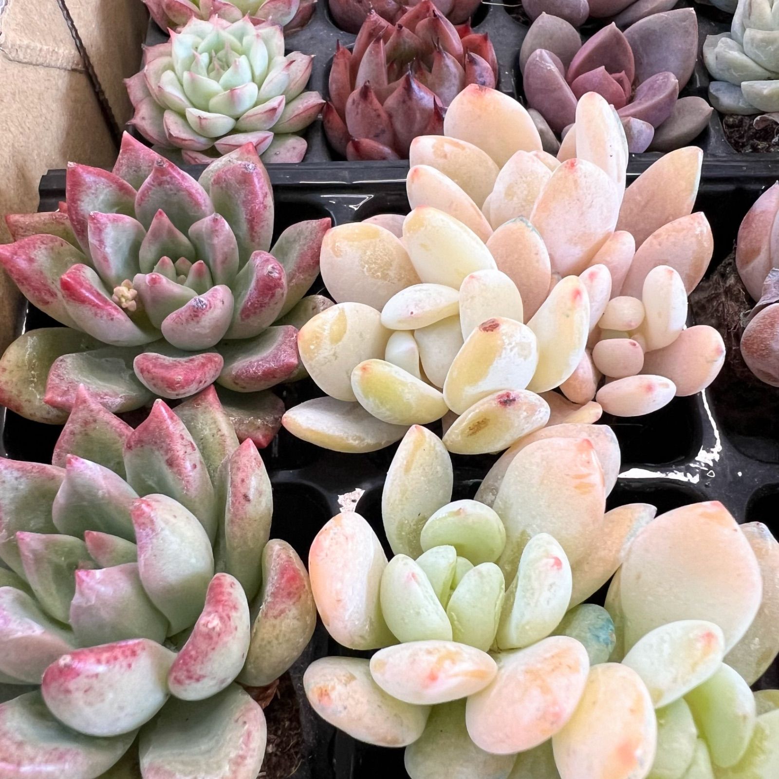 多肉植物 29苗セット♡根付き♡お名前付きます スターオレンジ♡白月影 
