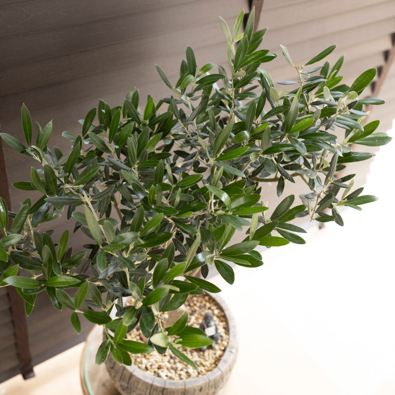 創樹 Olive オリーブの木 盆栽 SOUJU Picual ピクアル オリーブ 8号