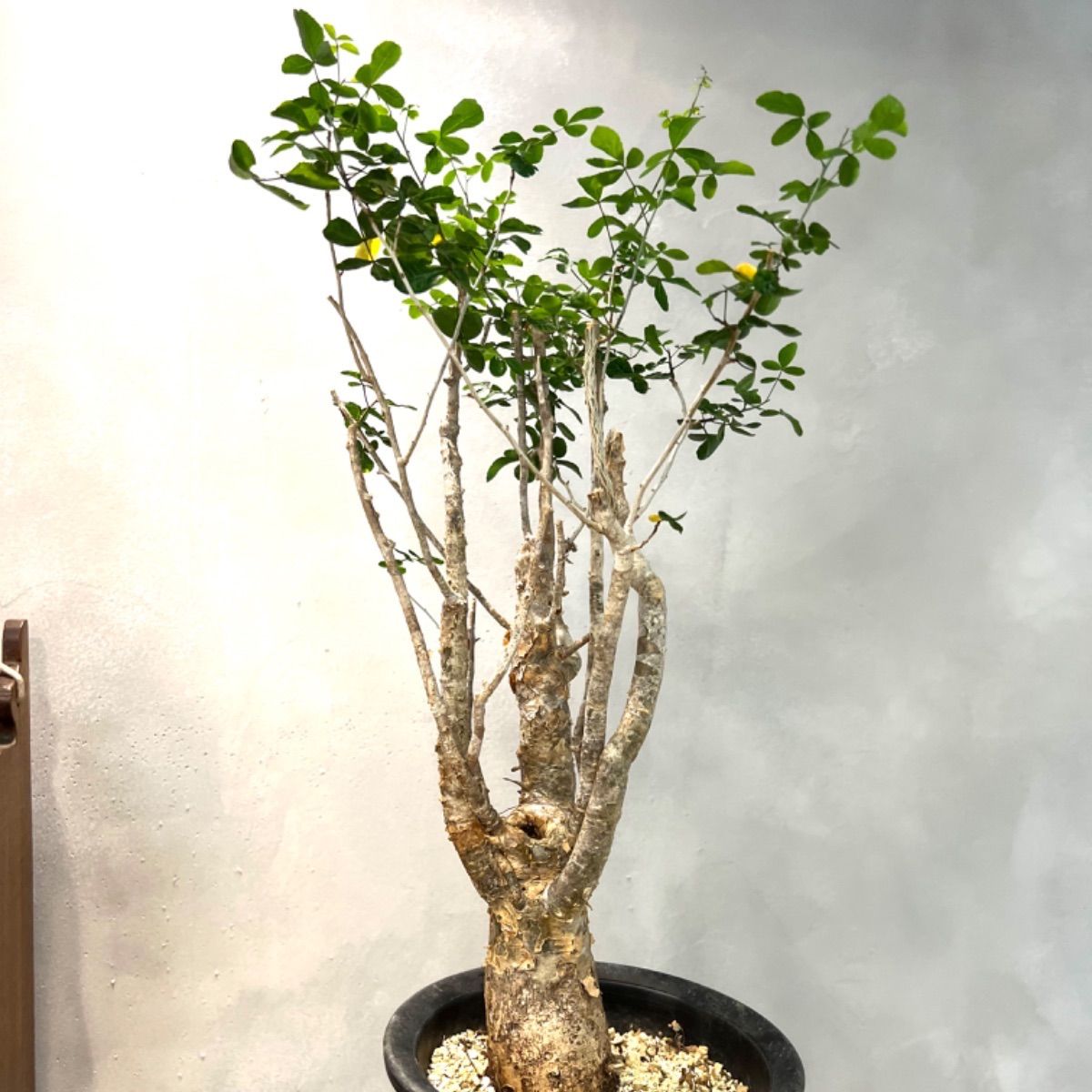 bon 25様　 コミフォラ　フンベルティ　現地球　発根済 コミフォラ フンベルティ | hanayoshi-botanical