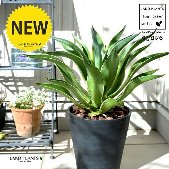 アロエ 美苗 ブラックペッパー Black pepper 多肉植物 レア