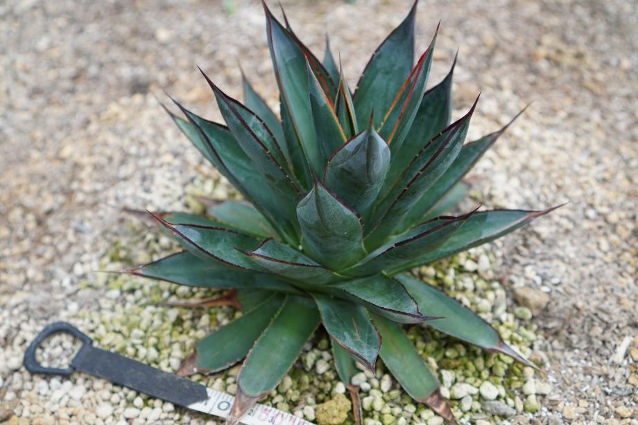親株】アガベ ブラック&ブルー し*け様 【親株】アガベ チタノタ BB