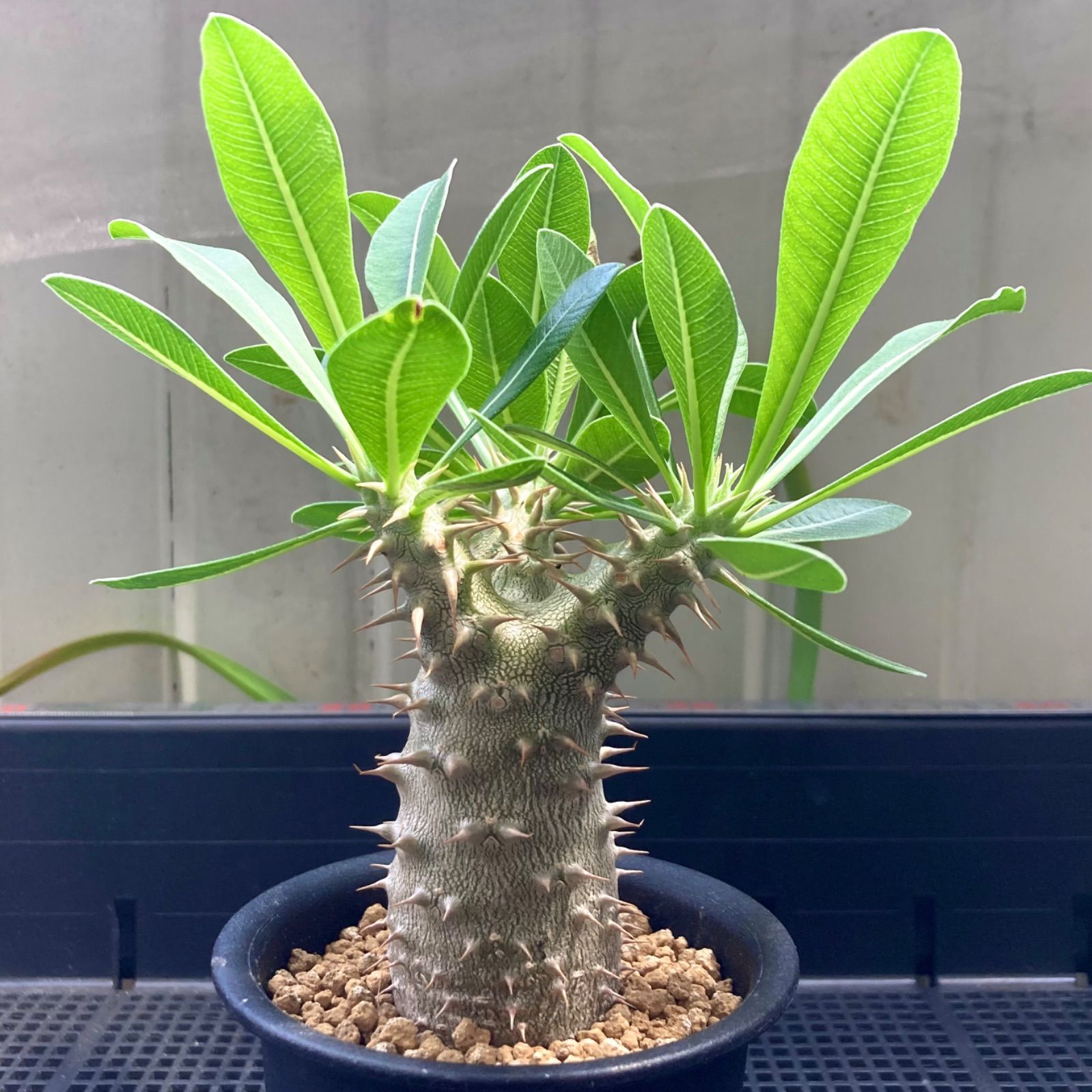 塊根植物 パキポディウム 伊藤ハイブリッド - メルカリ