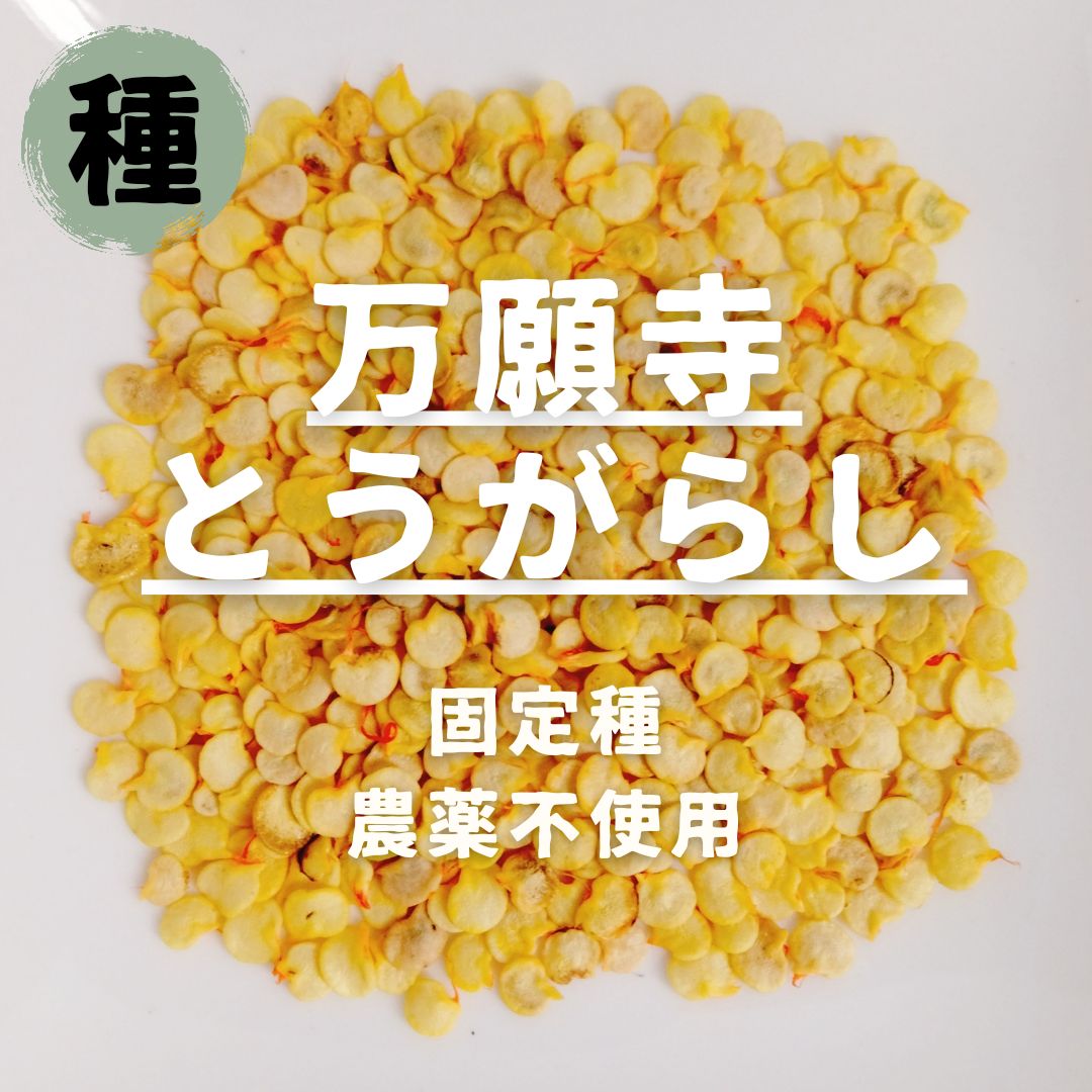 種】万願寺とうがらし 農薬不使用 15粒 - メルカリ