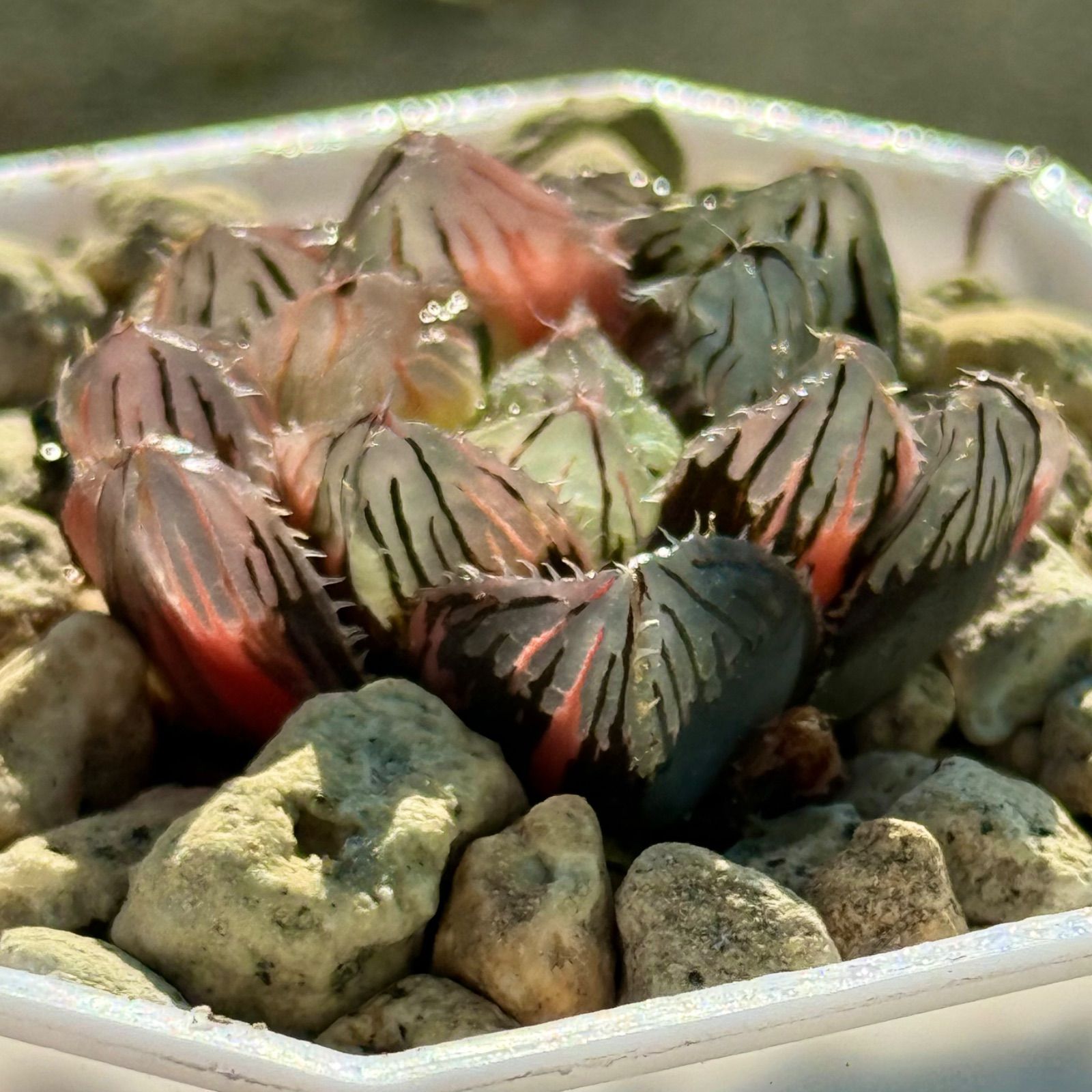 ハオルチア オブツーサ錦 極上斑 ハオルチア グリーンオブツーサ錦