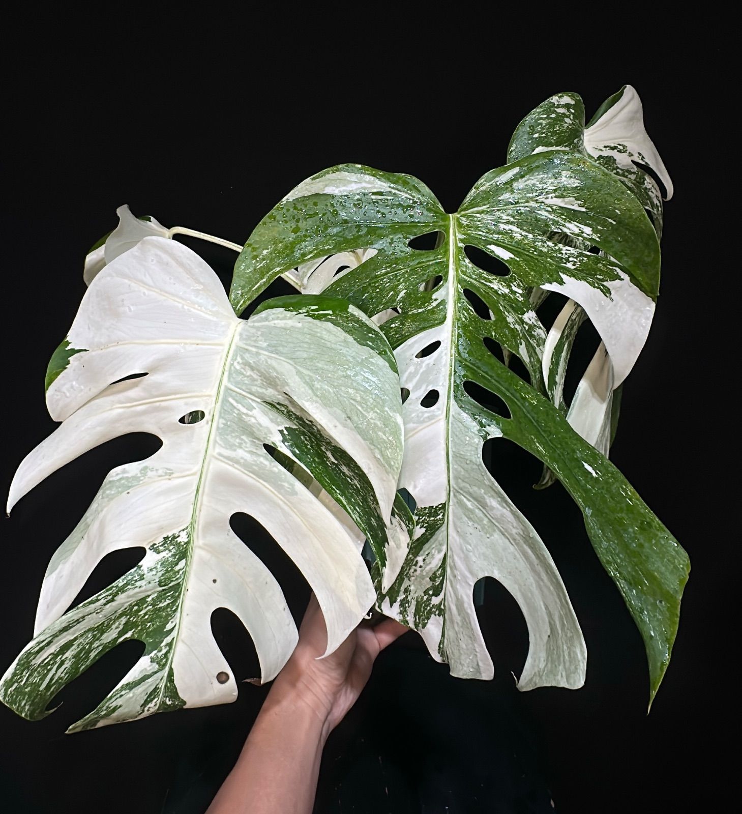 発根済み 斑入り モンステラ ホワイトタイガー Variegated monstera white tiger