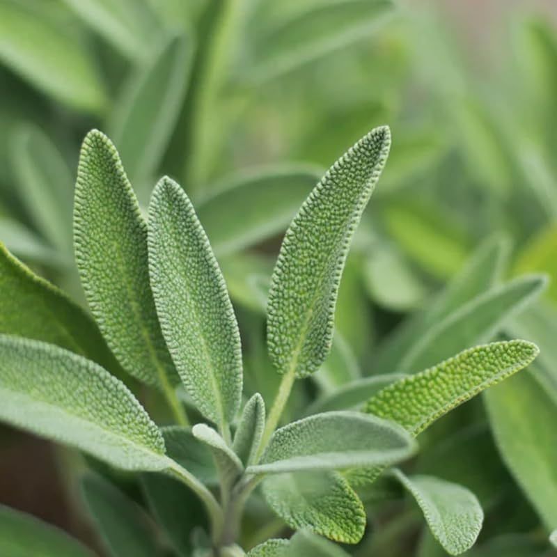 インセント エッセンシャルオイル