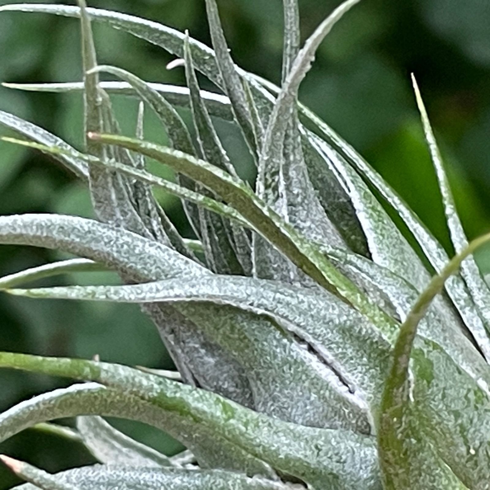 オープンタイプ！＊チランジア カウツキー Tillandsia kautskyi