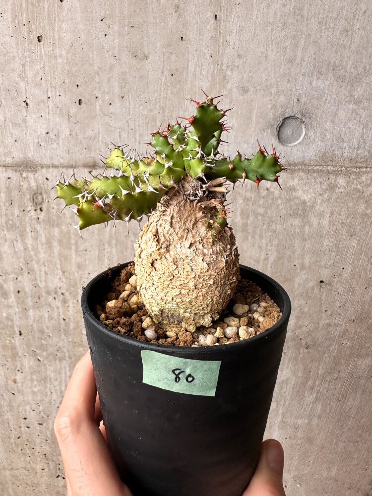 Euphorbia squarrosa ユーフォルビア スクアローサ 奇怪ヶ島 Euphorbia