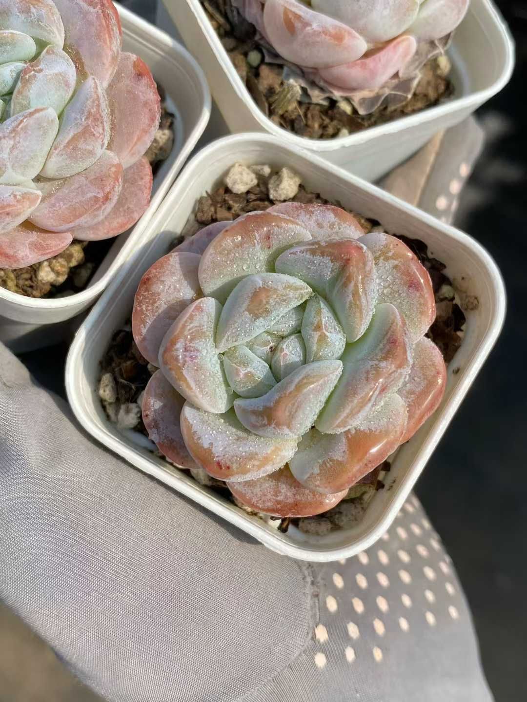 最大90％オフ／最終セール！ 48株の抜き苗セット ピンクホワイト 多肉植物 佐川急便発送 エケベリア 韓国苗 MY469 格安品