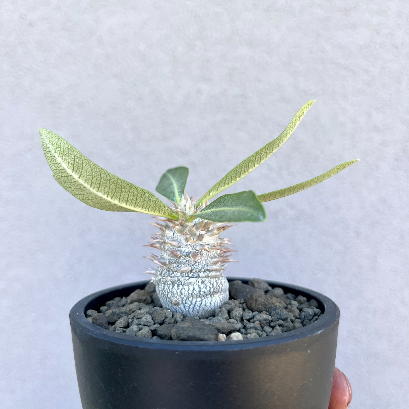 パキポディウム グラキリス 実生#3 パキポディウム・グラキリス 実生株｜Pachypodium rosulatum var