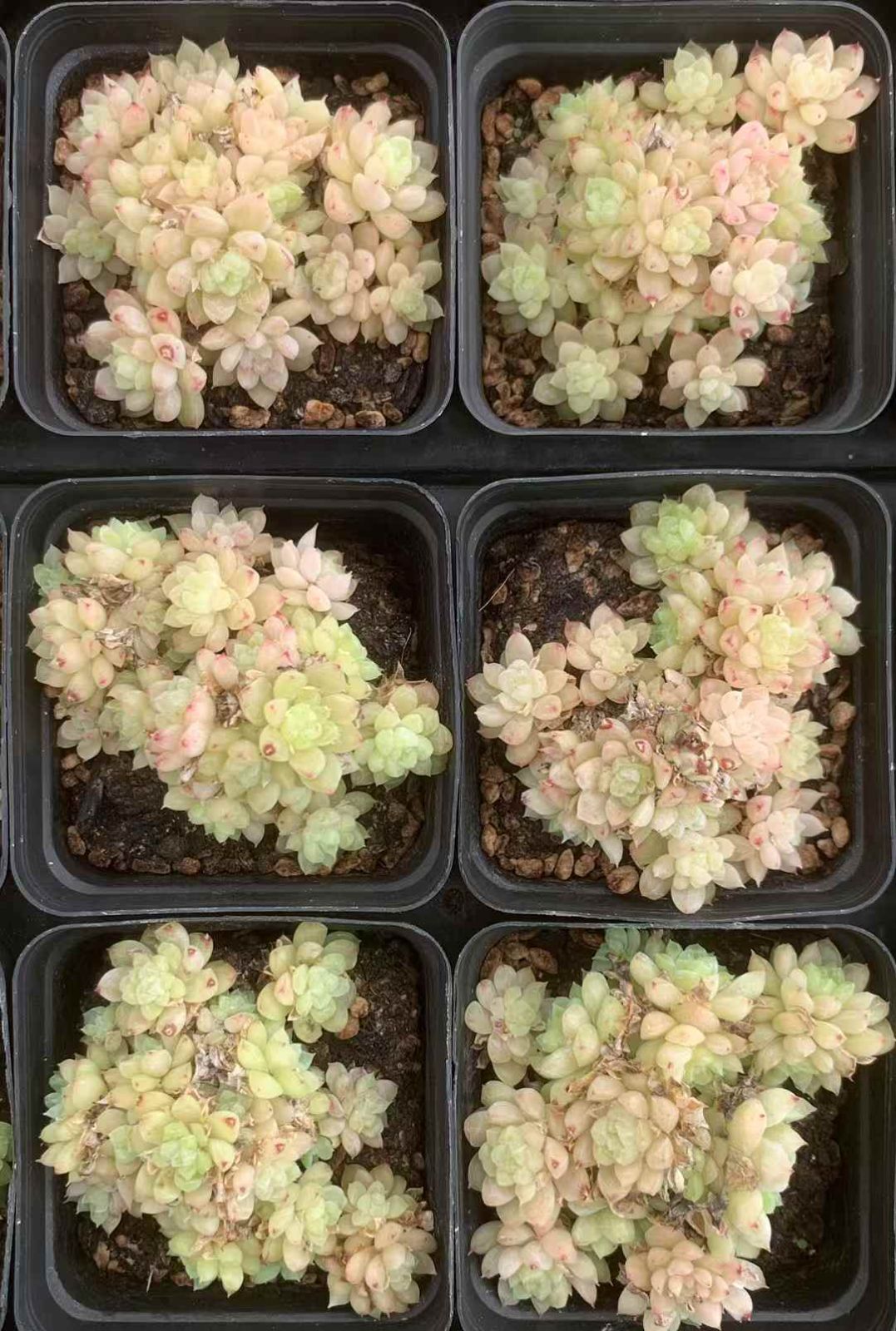 抜き苗 多肉植物