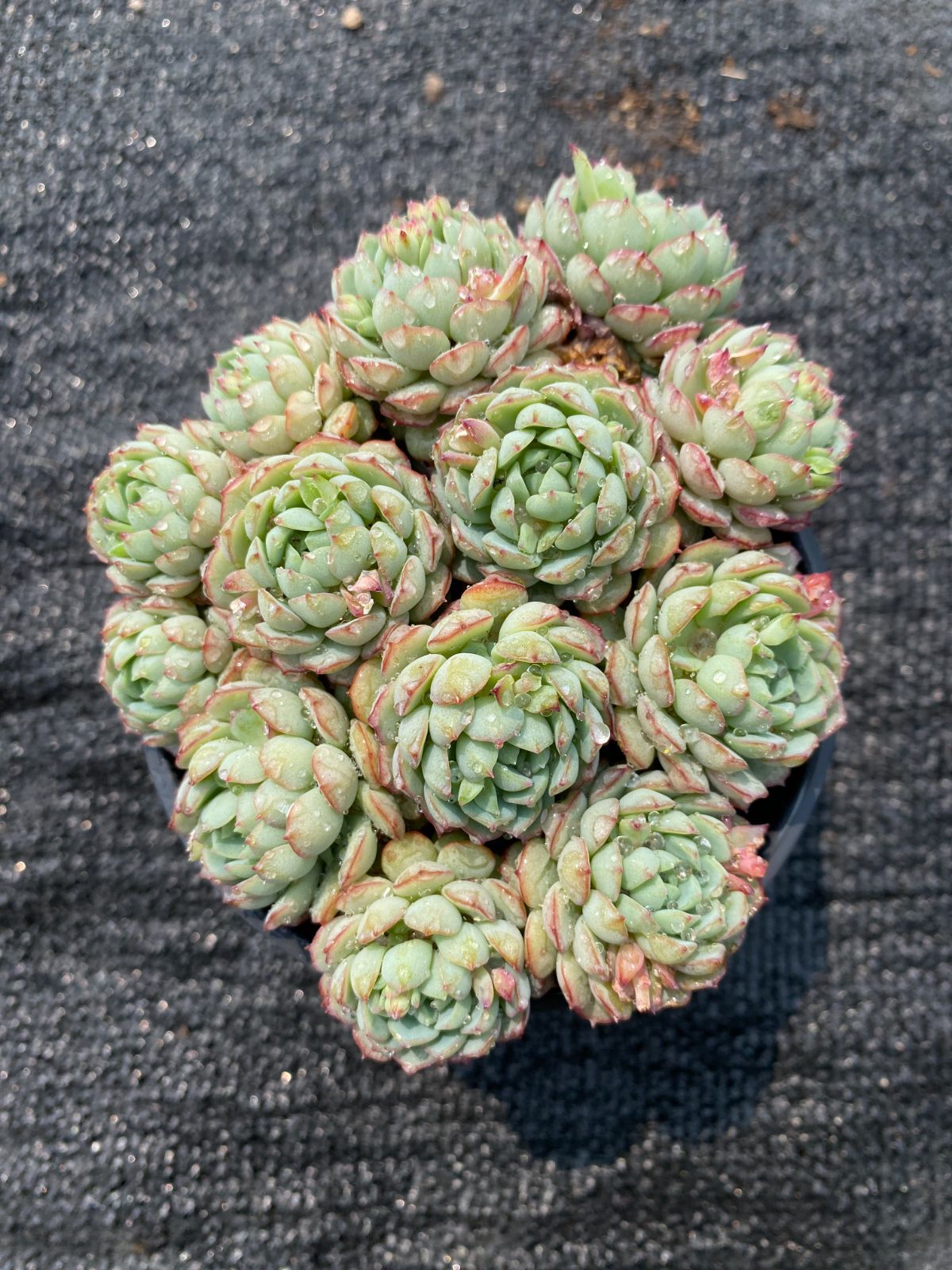 1即購入OK セット 100苗2-4cm 多頭群生多肉植物 エケベリア 1即購入OK セット 100苗2-4cm 多頭群生多肉植物 エケベリア