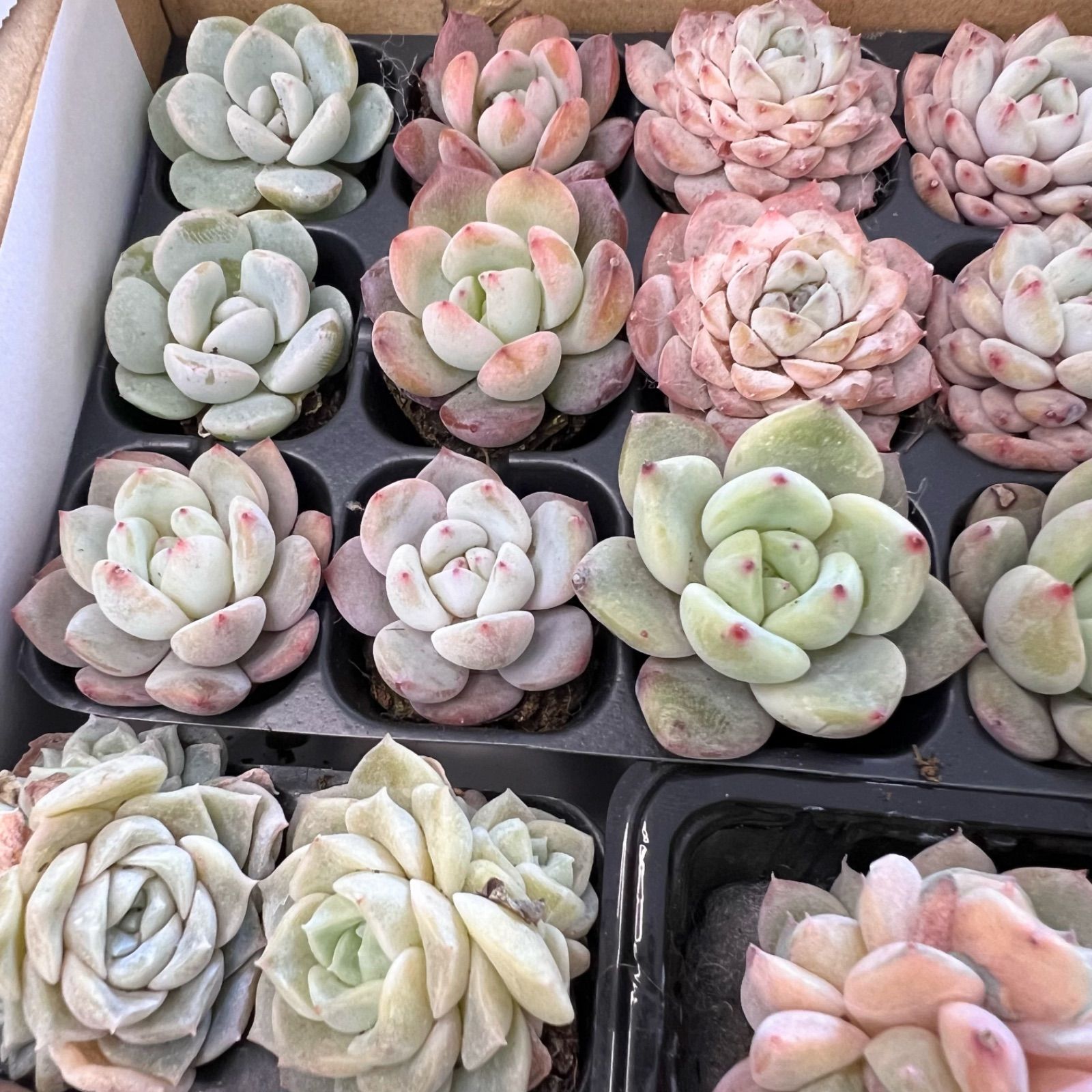 多肉植物 29苗セット♡根付き♡お名前付きます スターオレンジ♡白月影 