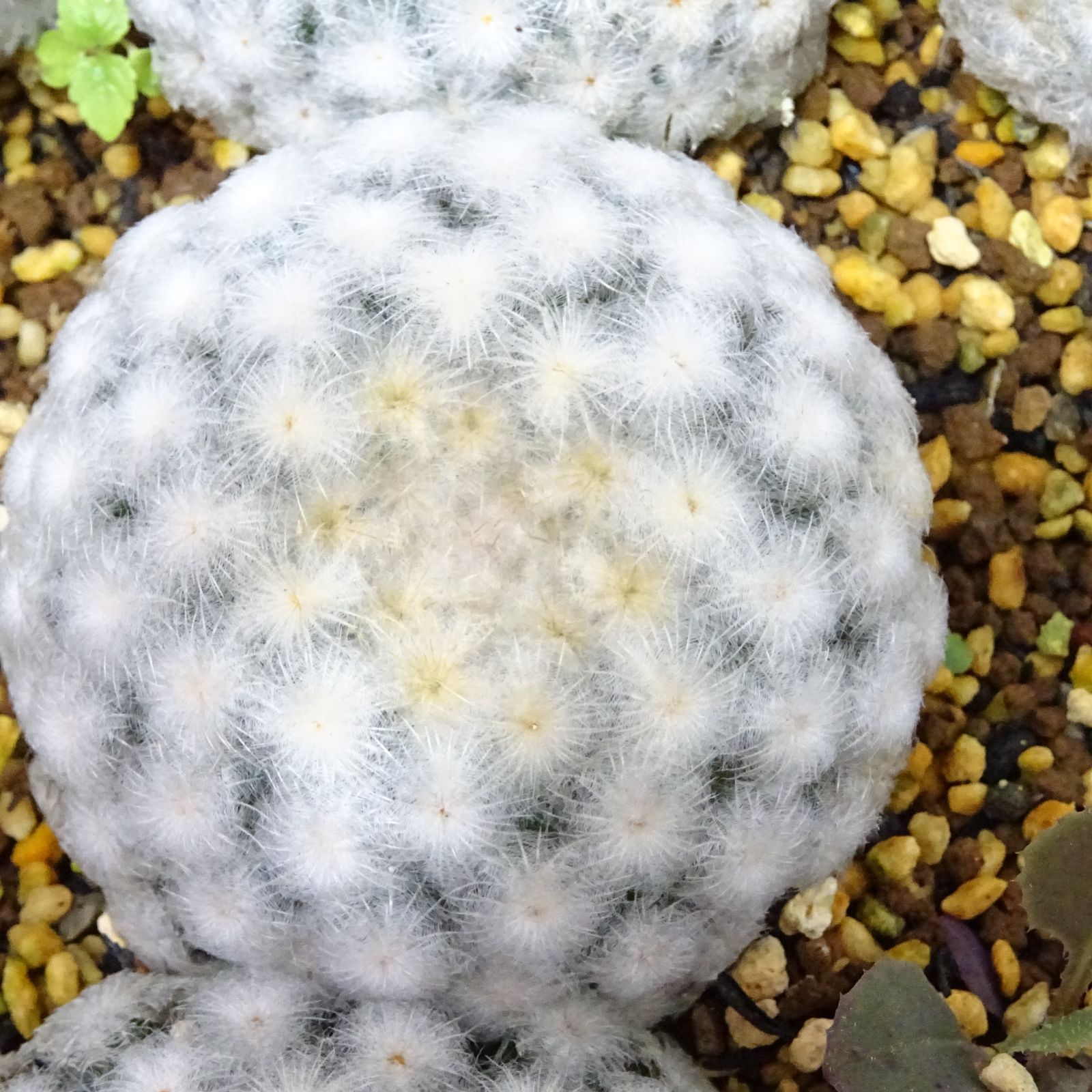 マミラリア パンチパーマ白星】5cm前後・美苗 サボテン 抜き苗 - メルカリ