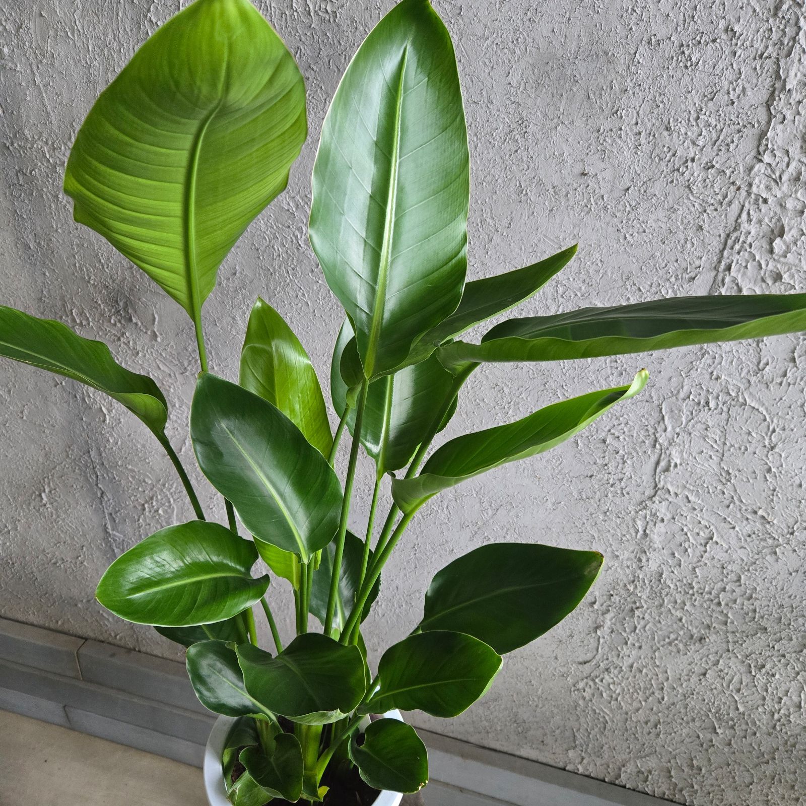 ⑫ モンステラ 斑入り 6号 特大苗木 最高等級 ⑯ モンステラ 斑入り