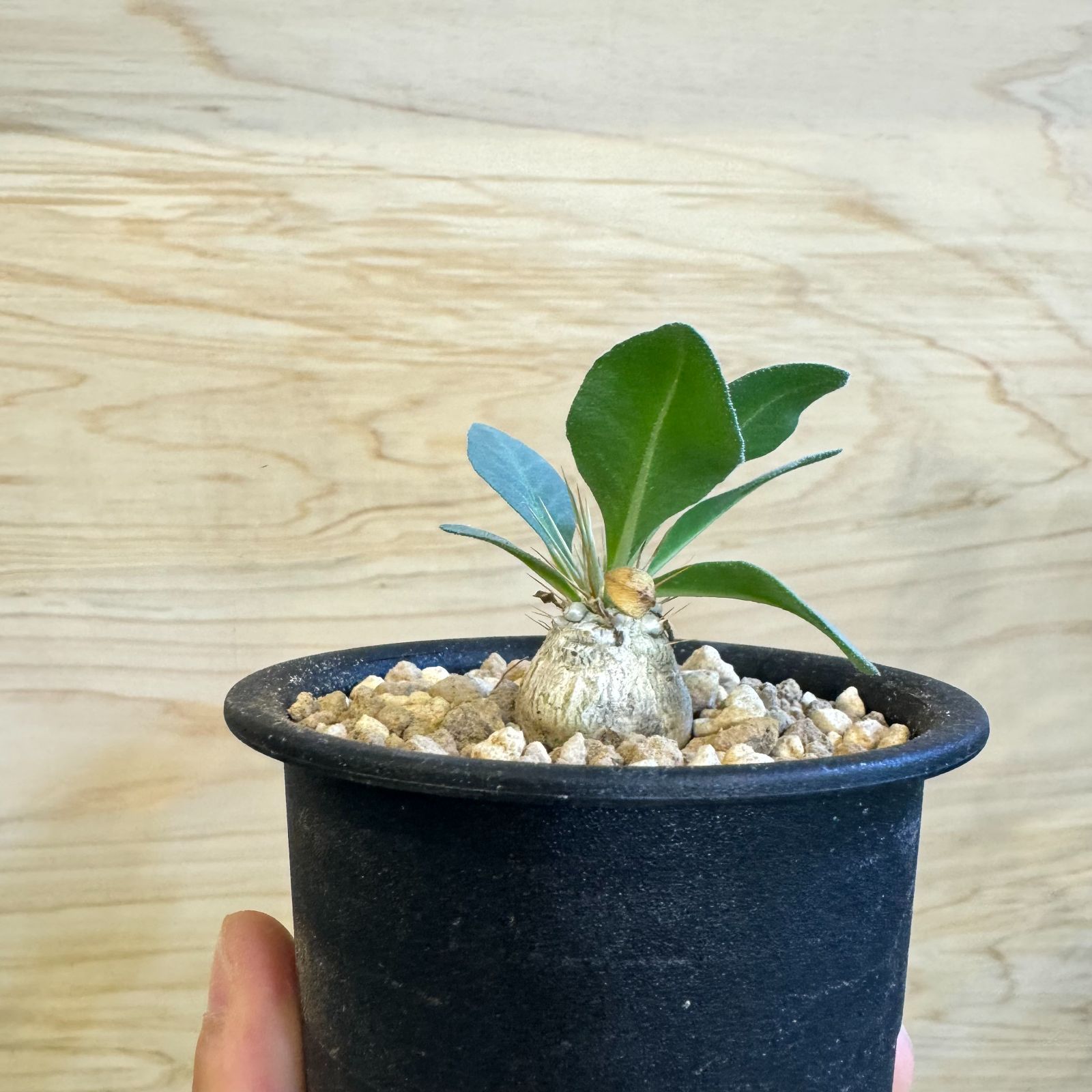 パキポディウム ナマクアナム 光堂国内実生