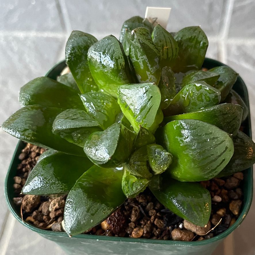 限定製作 (Haworthia emelyae ハオルチア 多肉植物 コンプトニアナ 大