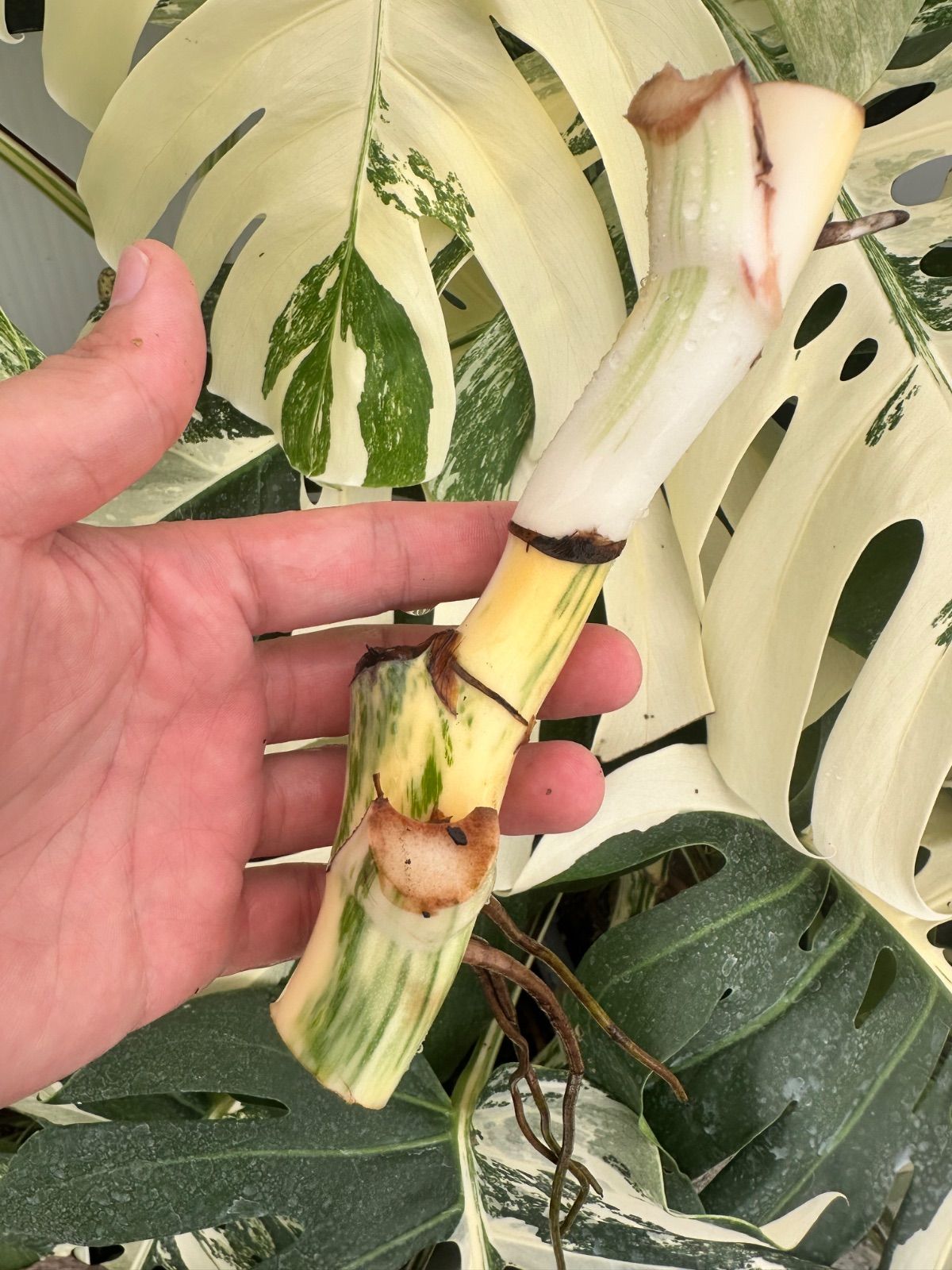 M*♡様 【発根済み】極上6葉付き 斑入りモンステラ　ホワイトタイガー 極上散り M*♡様 【発根済み】極上6葉付き 斑入りモンステラ ホワイトタイガー 極上