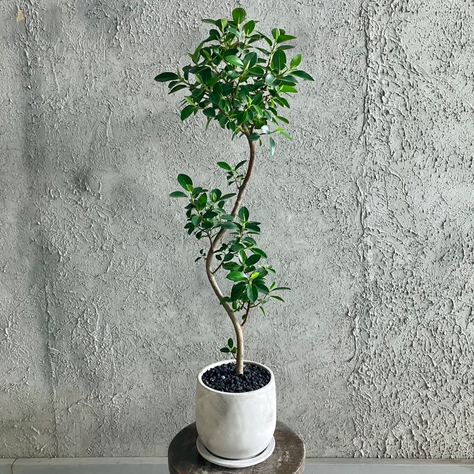 佳佳様専用【厳選された植物と鉢】美形 曲がり仕立て フィカス