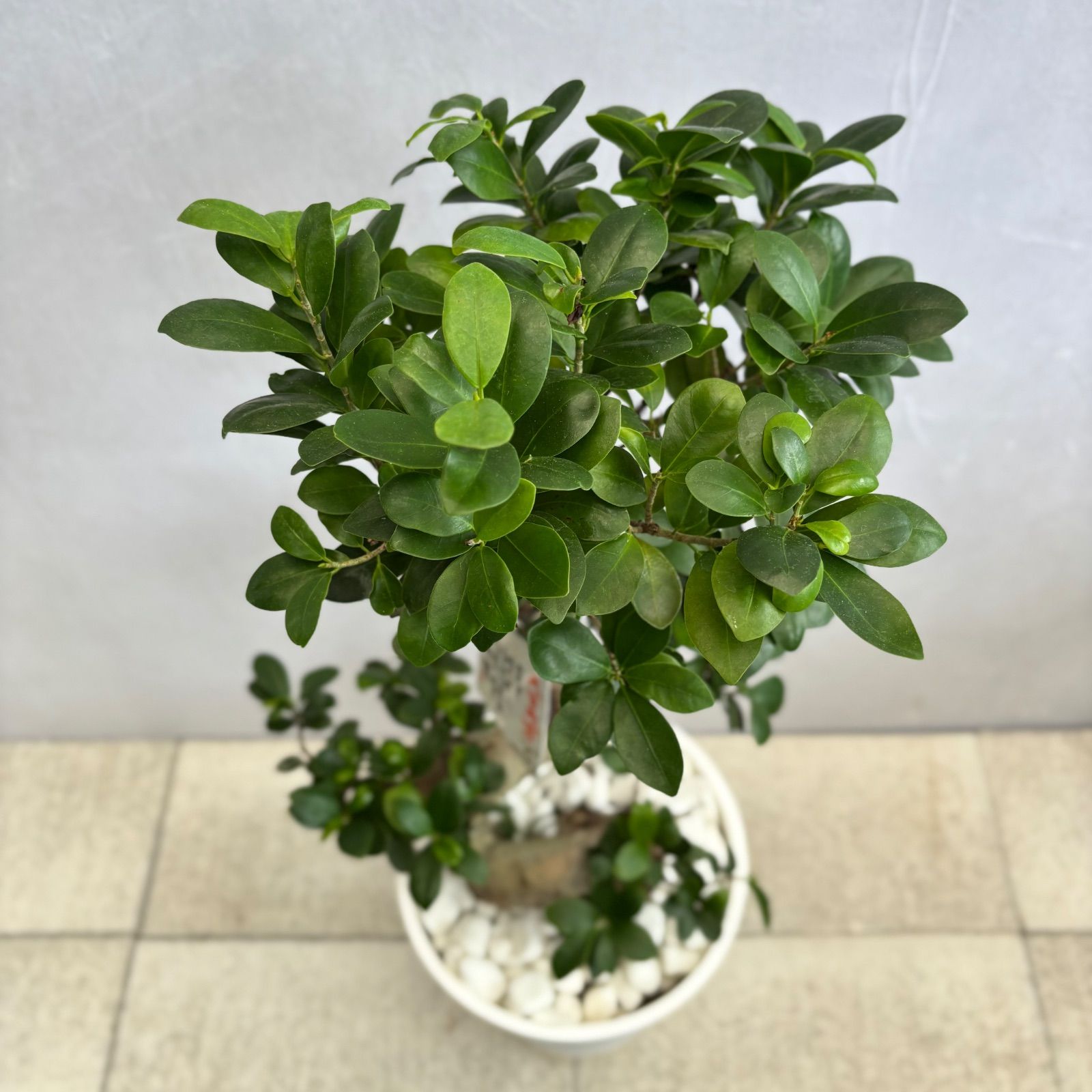 ガジュマル 曲がり 昇り龍 縁起物 開店祝い 観葉植物 - メルカリ