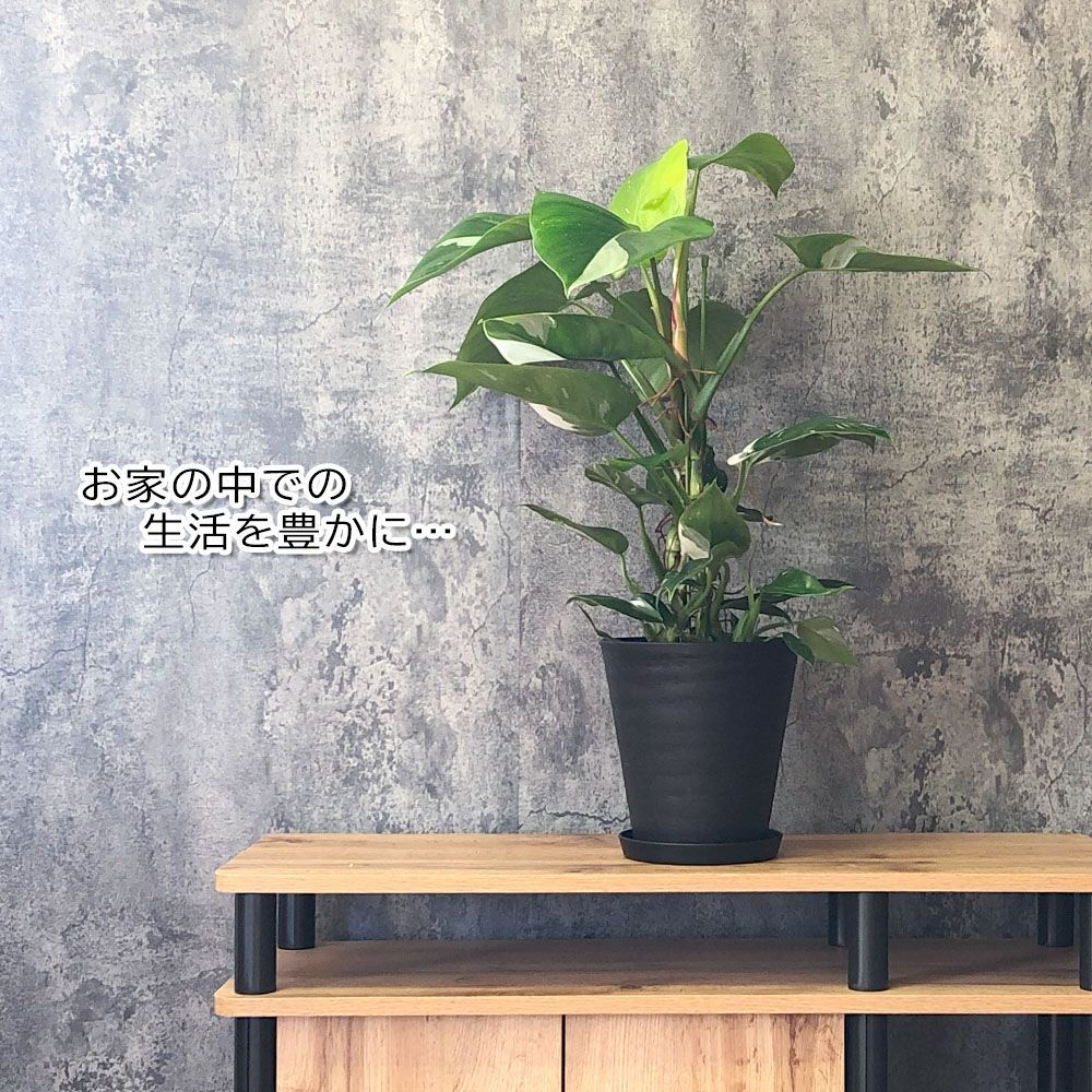 観葉植物 フィロデンドロン ホワイトプリンセス 斑入り 6号 黒セラアート鉢 受皿付 おしゃれ 鉢植え 送料無料 付属皿 - メルカリ