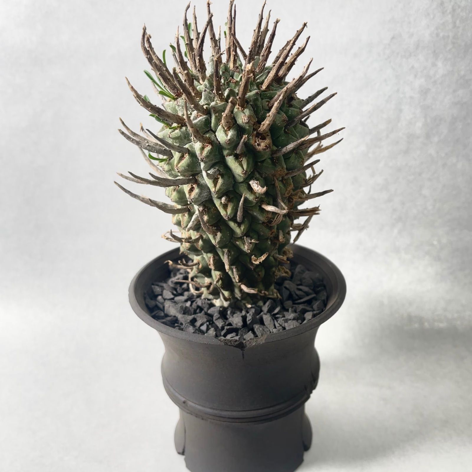 5粒 ユーフォルビア・シェーンランディ（Euphorbia schoenlandii