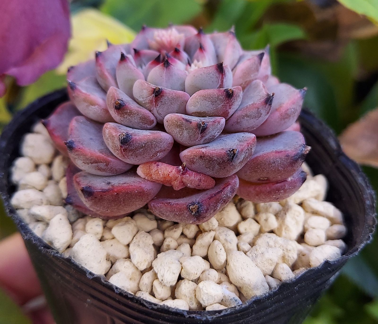 特価‼︎】白蛇伝 カット苗① 【公式通販】