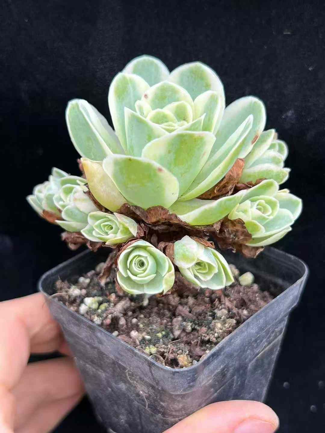 a*s様 B1505-4×15苗 ギョクシキキン アエオニウム 抜き苗 多肉植物 a*s様 B1505-4×15苗 ギョクシキキン アエオニウム 抜き苗 多肉