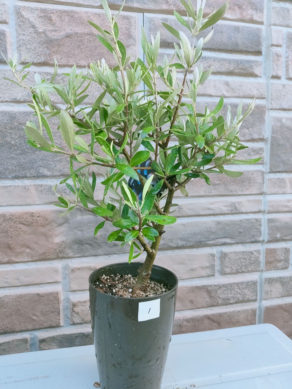 オリーブの木 シプレシーノ 約170cm NO.1948 大型 現品掲載 古木